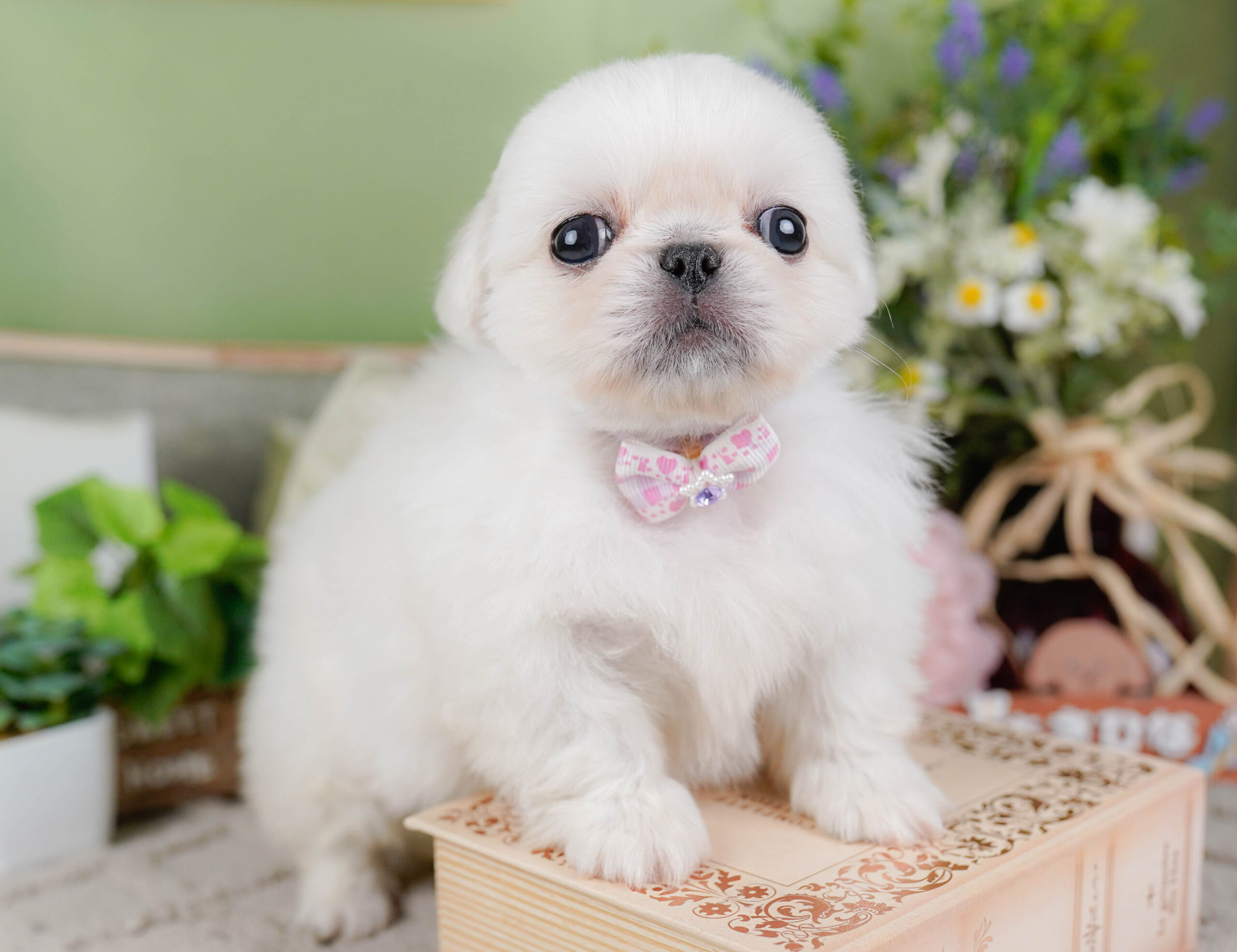 ペキニーズ | 女の子 | ホワイト | 2026年1月19日
