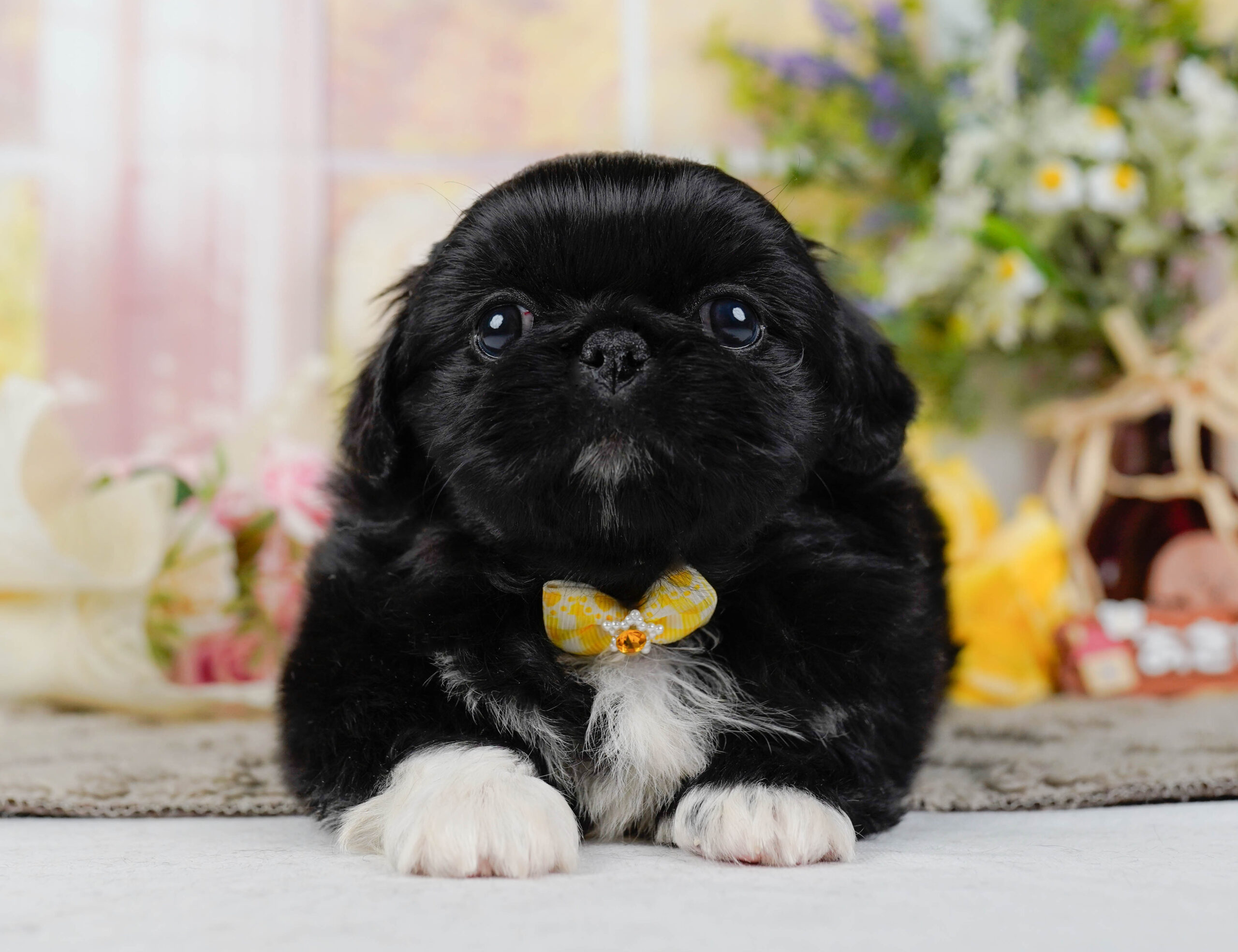 ペキニーズ | 女の子 | ブラックホワイト | 2026年1月19日