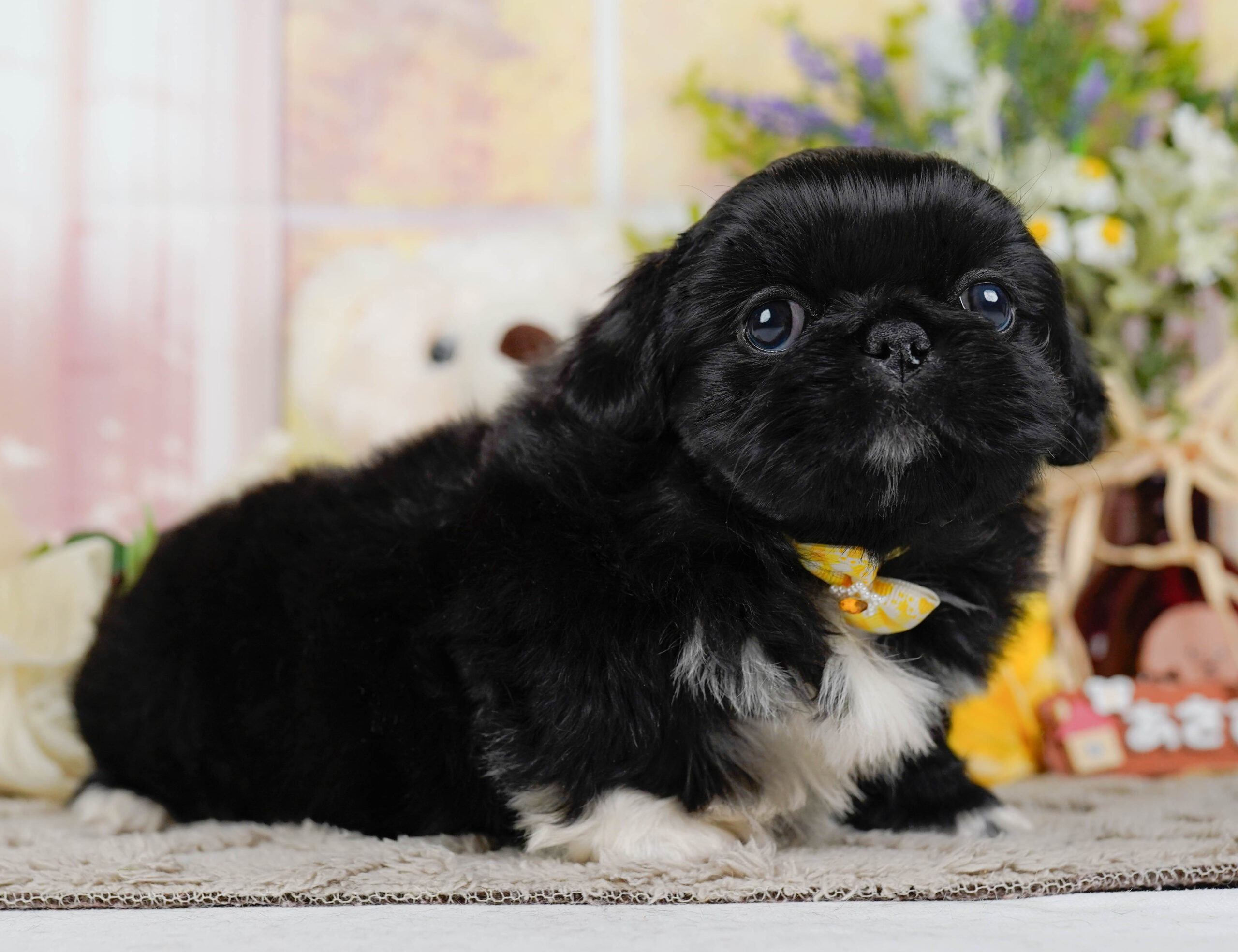 ペキニーズ | 女の子 | ブラックホワイト | 2026年1月19日