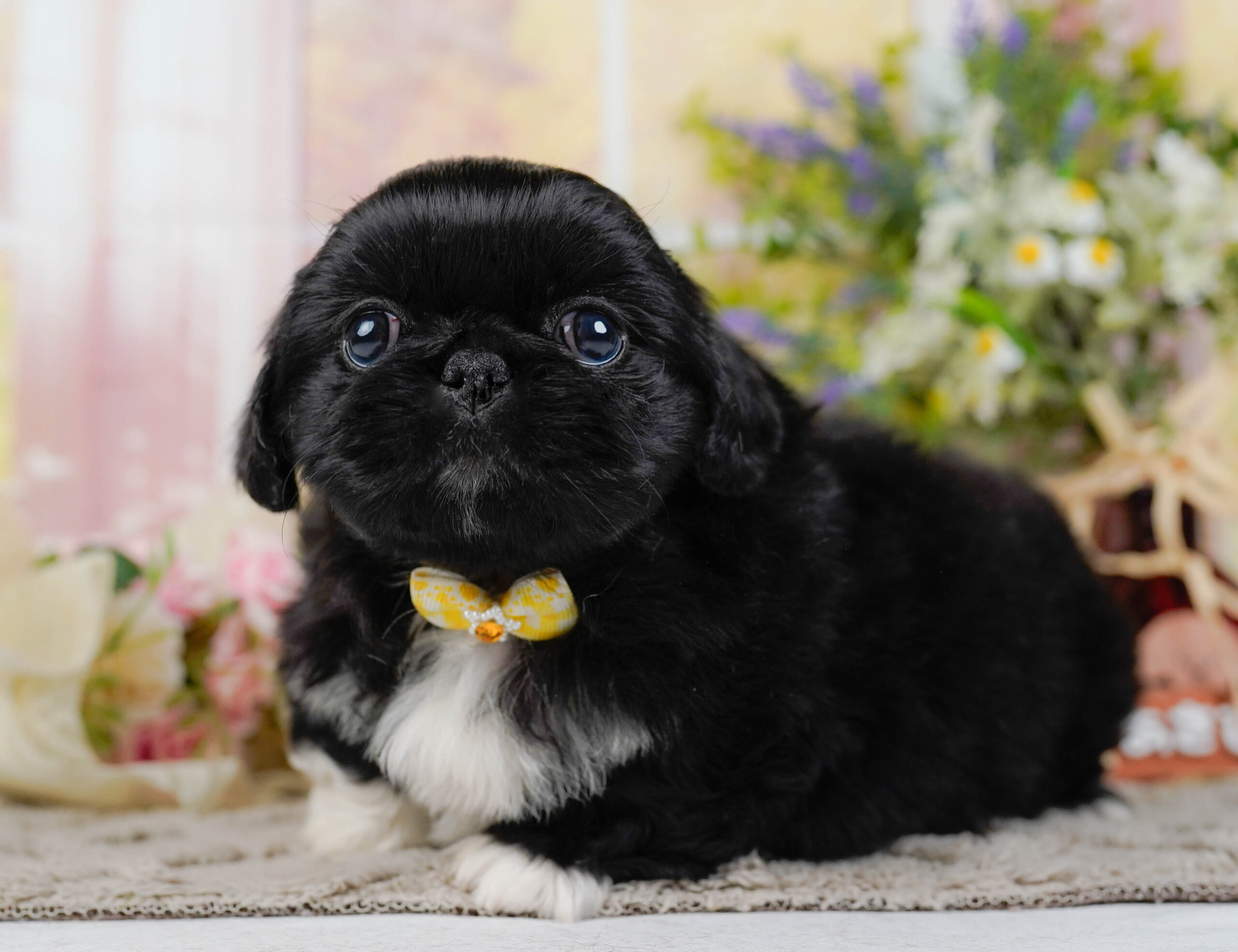 ペキニーズ | 女の子 | ブラックホワイト | 2026年1月19日