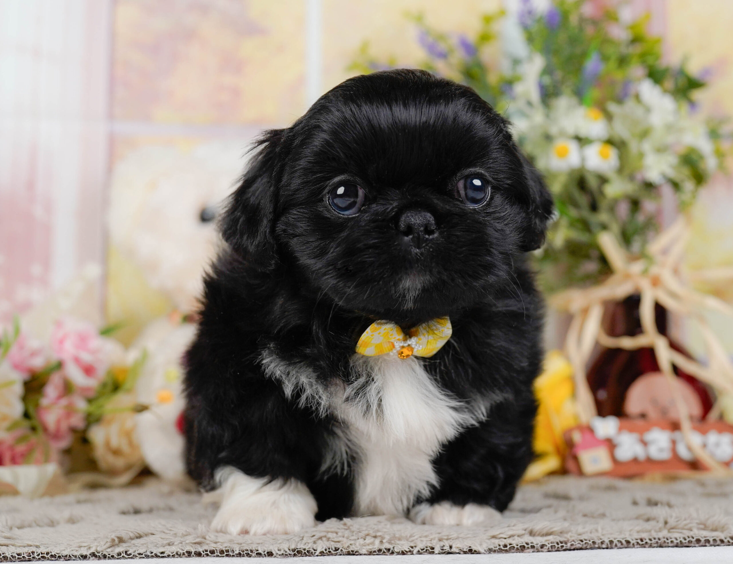 ペキニーズ | 女の子 | ブラックホワイト | 2026年1月19日