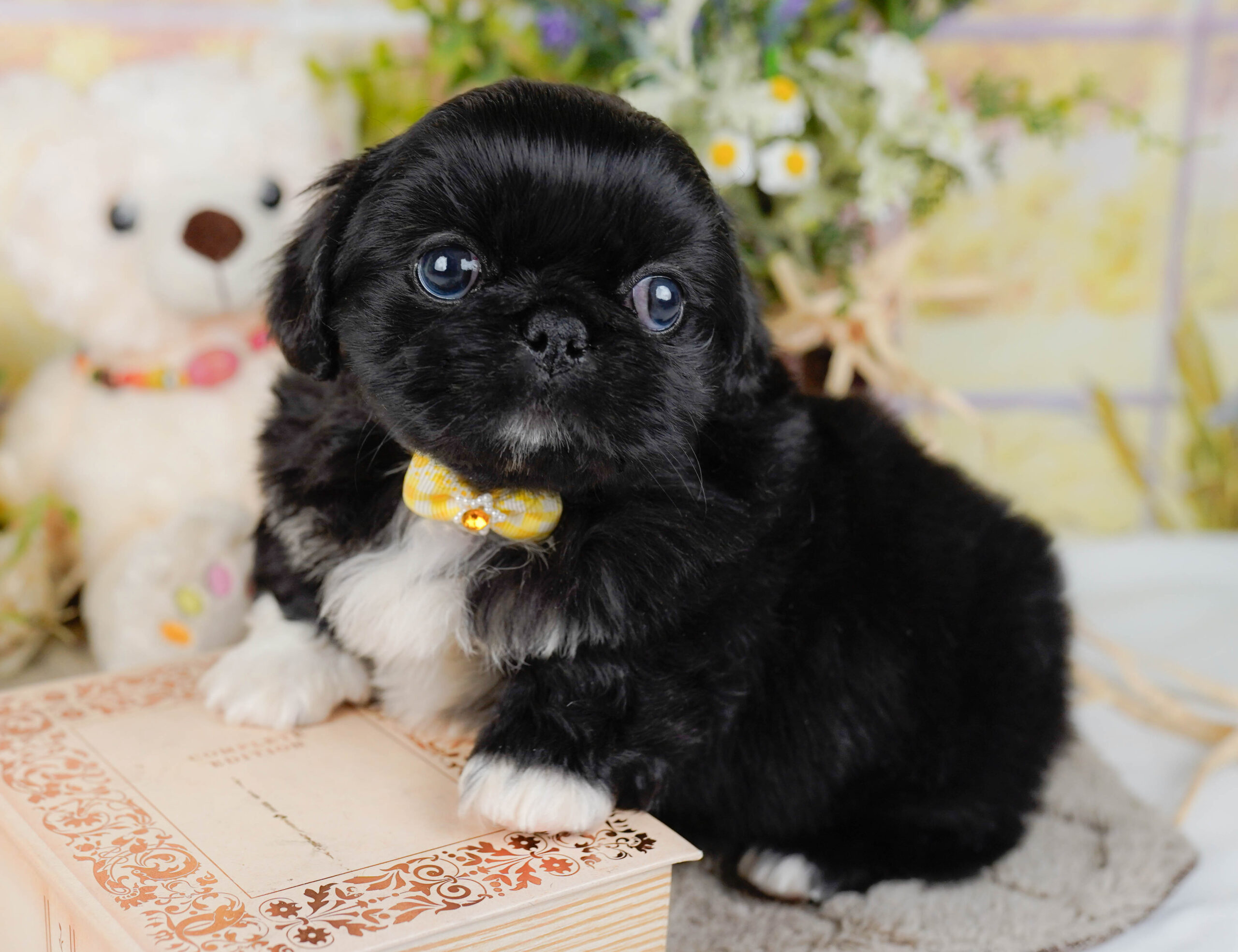 ペキニーズ | 女の子 | ブラックホワイト | 2026年1月19日