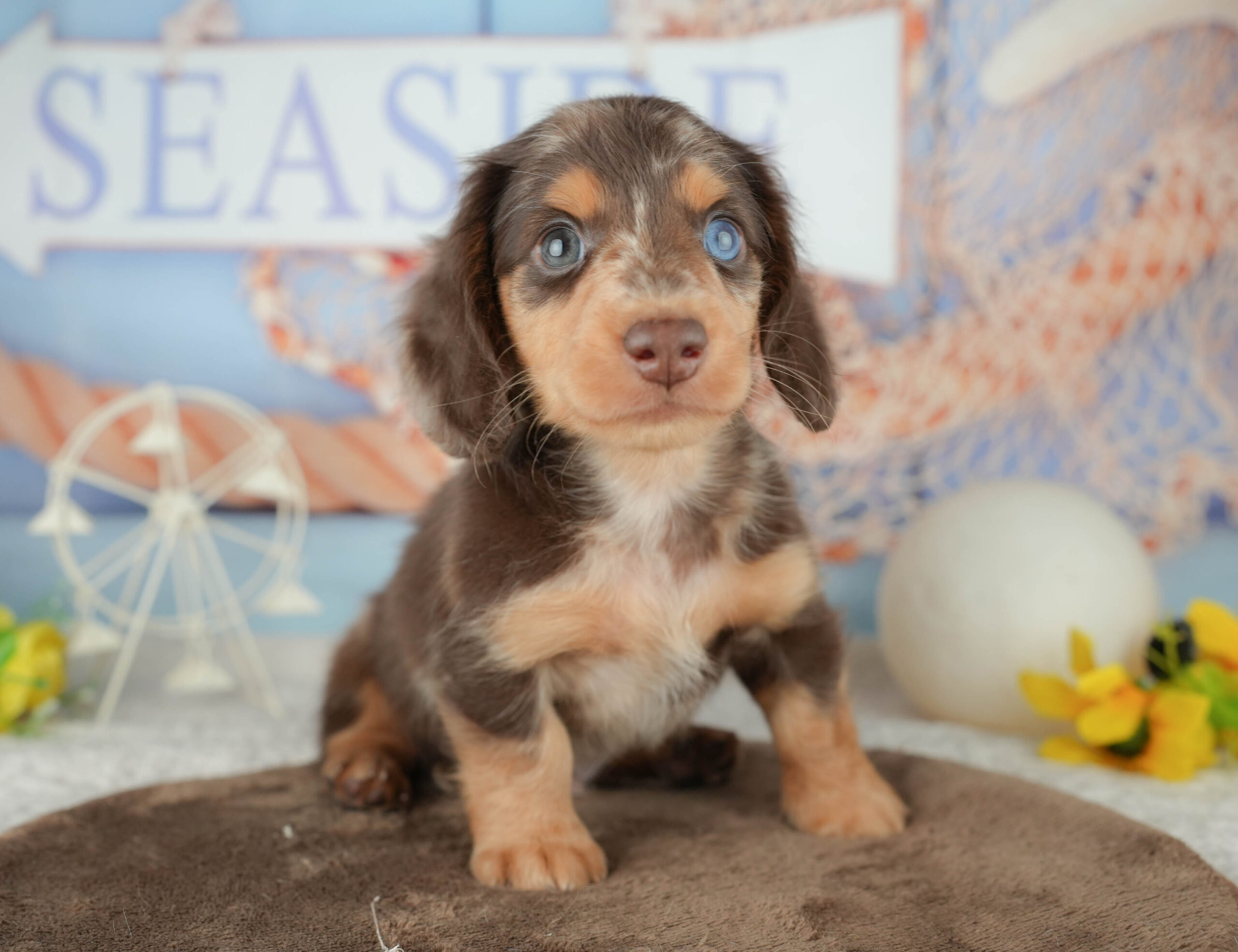 ミニチュア・ダックスフンド(ロング) | 男の子 | チョコレートダップル | 2026年1月19日