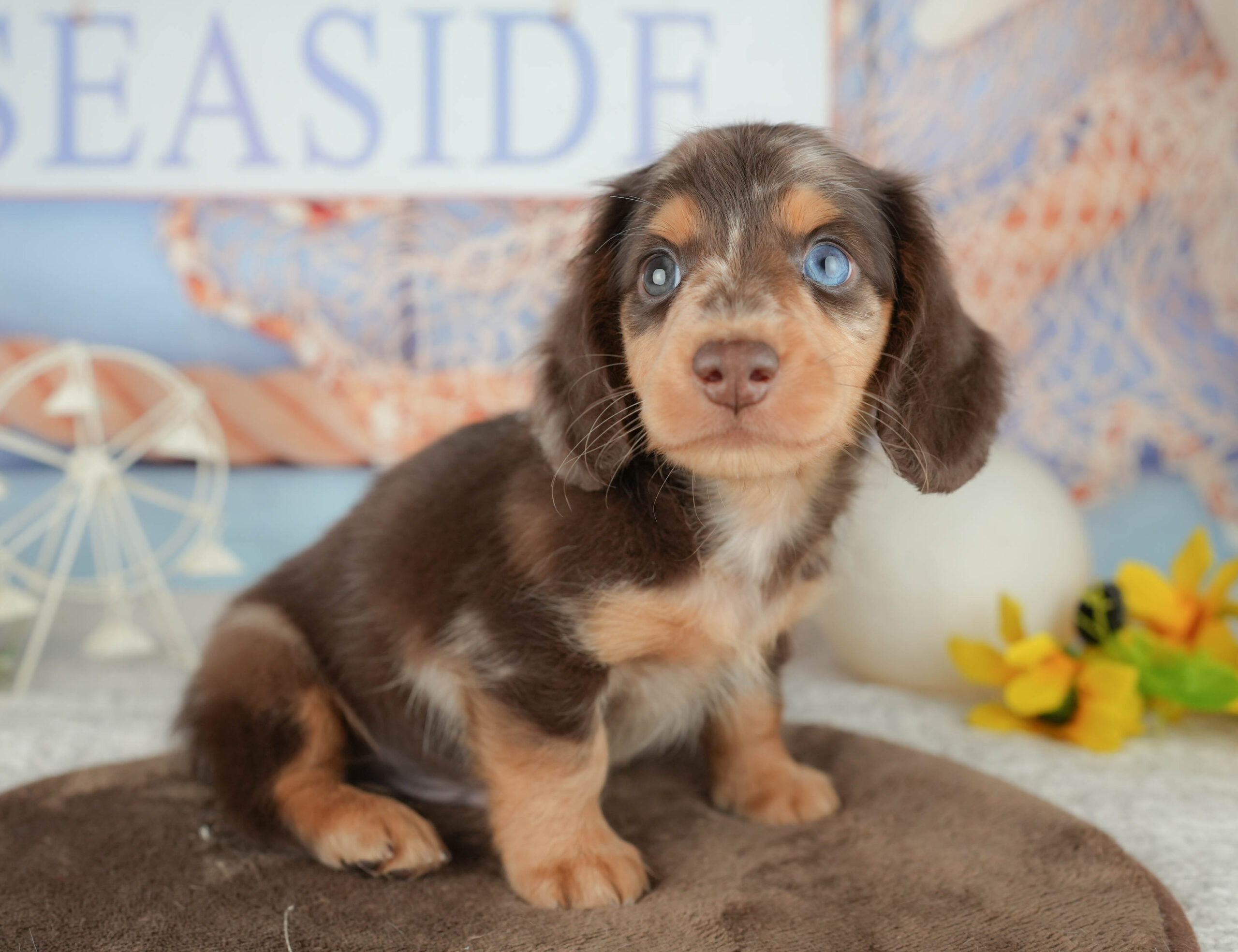 ミニチュア・ダックスフンド(ロング) | 男の子 | チョコレートダップル | 2026年1月19日