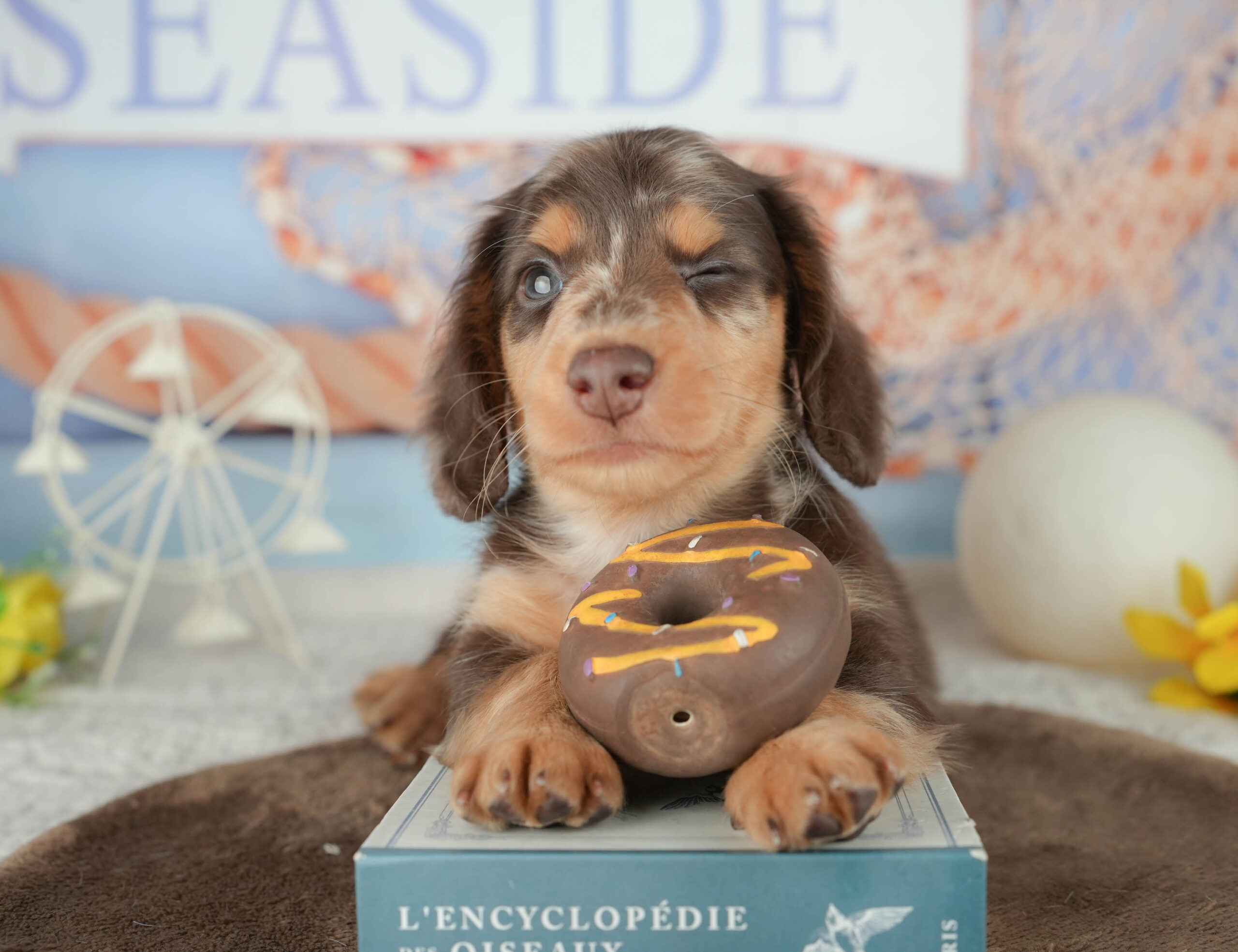 ミニチュア・ダックスフンド(ロング) | 男の子 | チョコレートダップル | 2026年1月19日