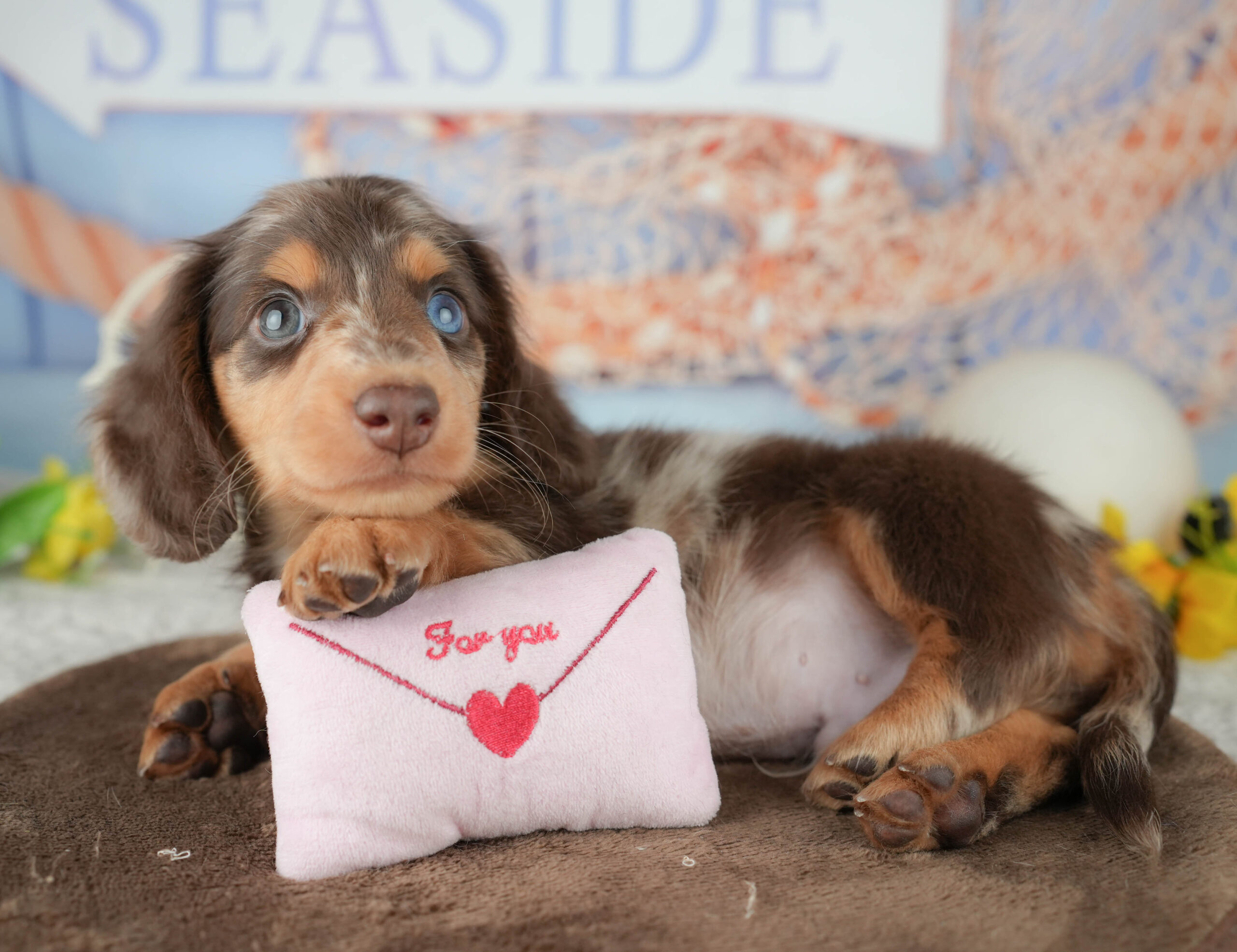 ミニチュア・ダックスフンド(ロング) | 男の子 | チョコレートダップル | 2026年1月19日