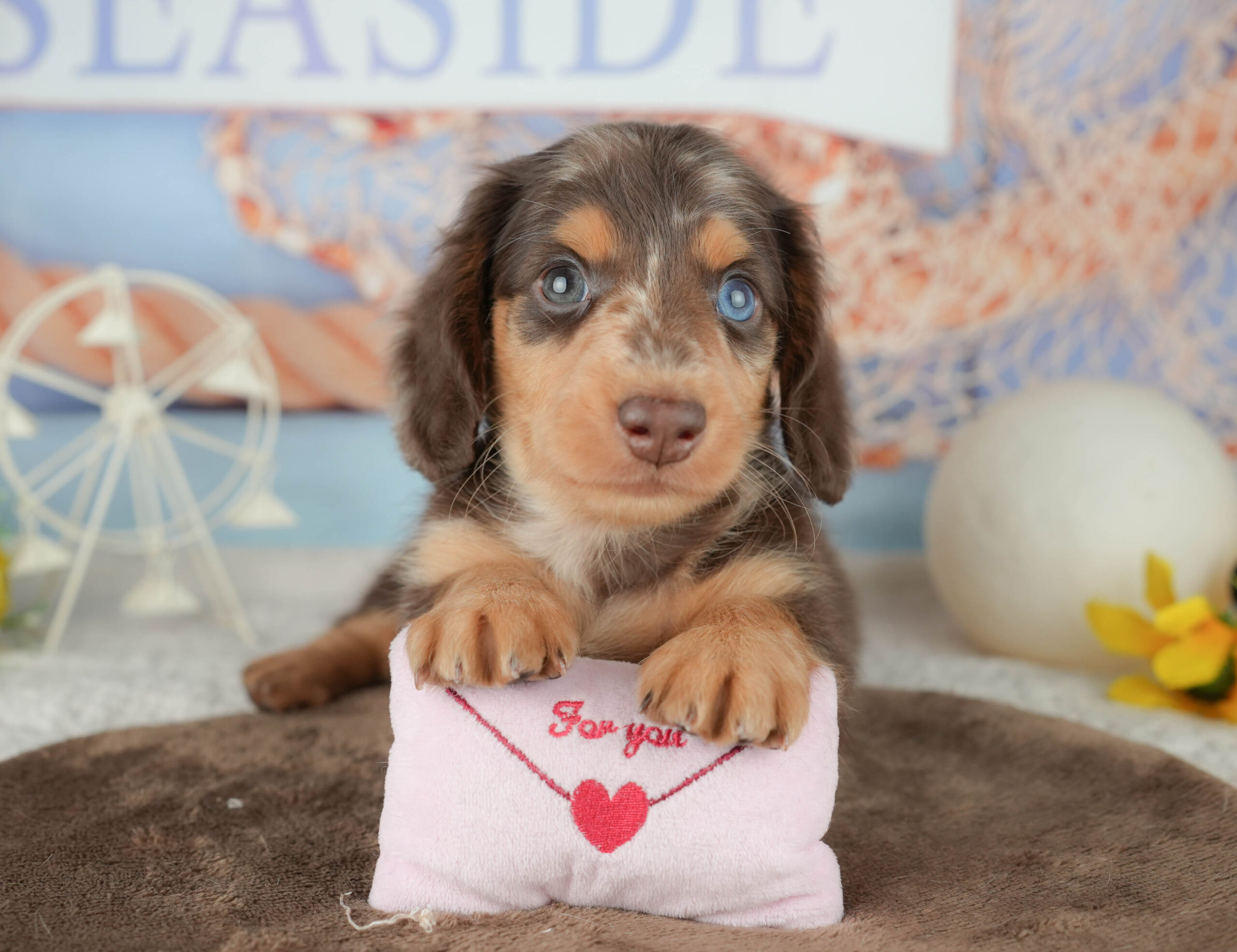 ミニチュア・ダックスフンド(ロング) | 男の子 | チョコレートダップル | 2026年1月19日