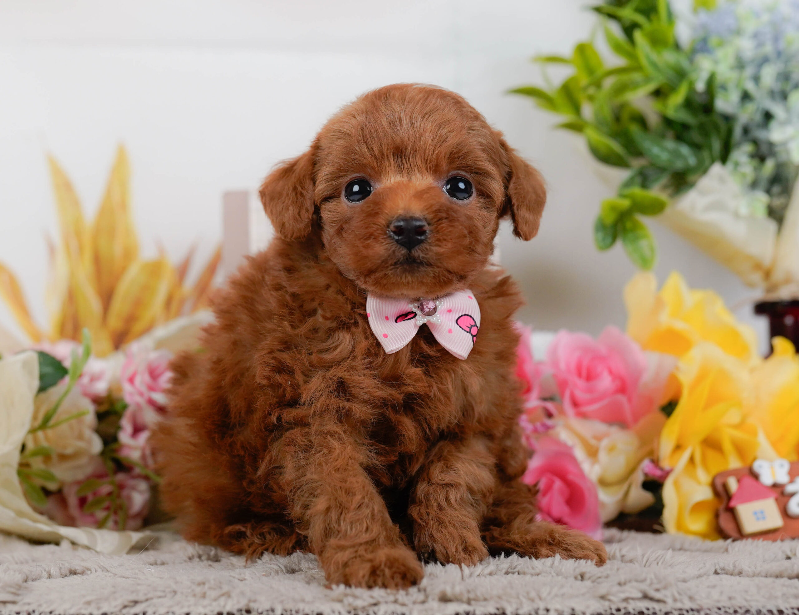 タイニー・プードル | 女の子 | レッド | 2026年1月19日