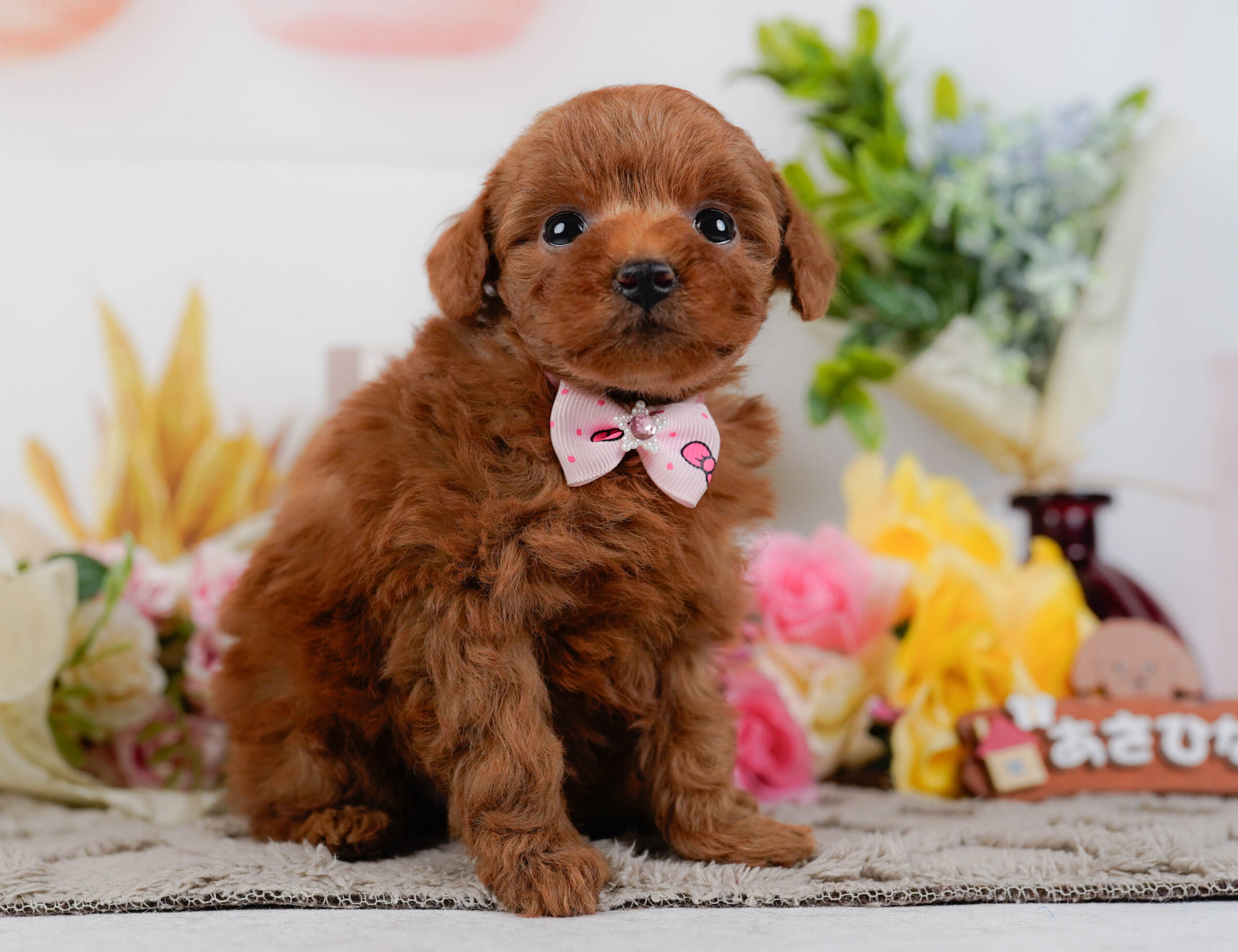 タイニー・プードル | 女の子 | レッド | 2026年1月19日