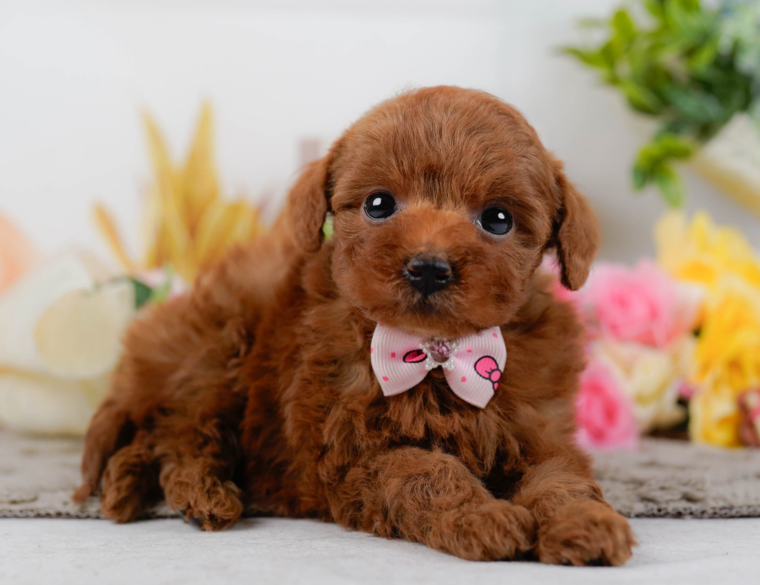 タイニー・プードル | 女の子 | レッド | 2026年1月19日