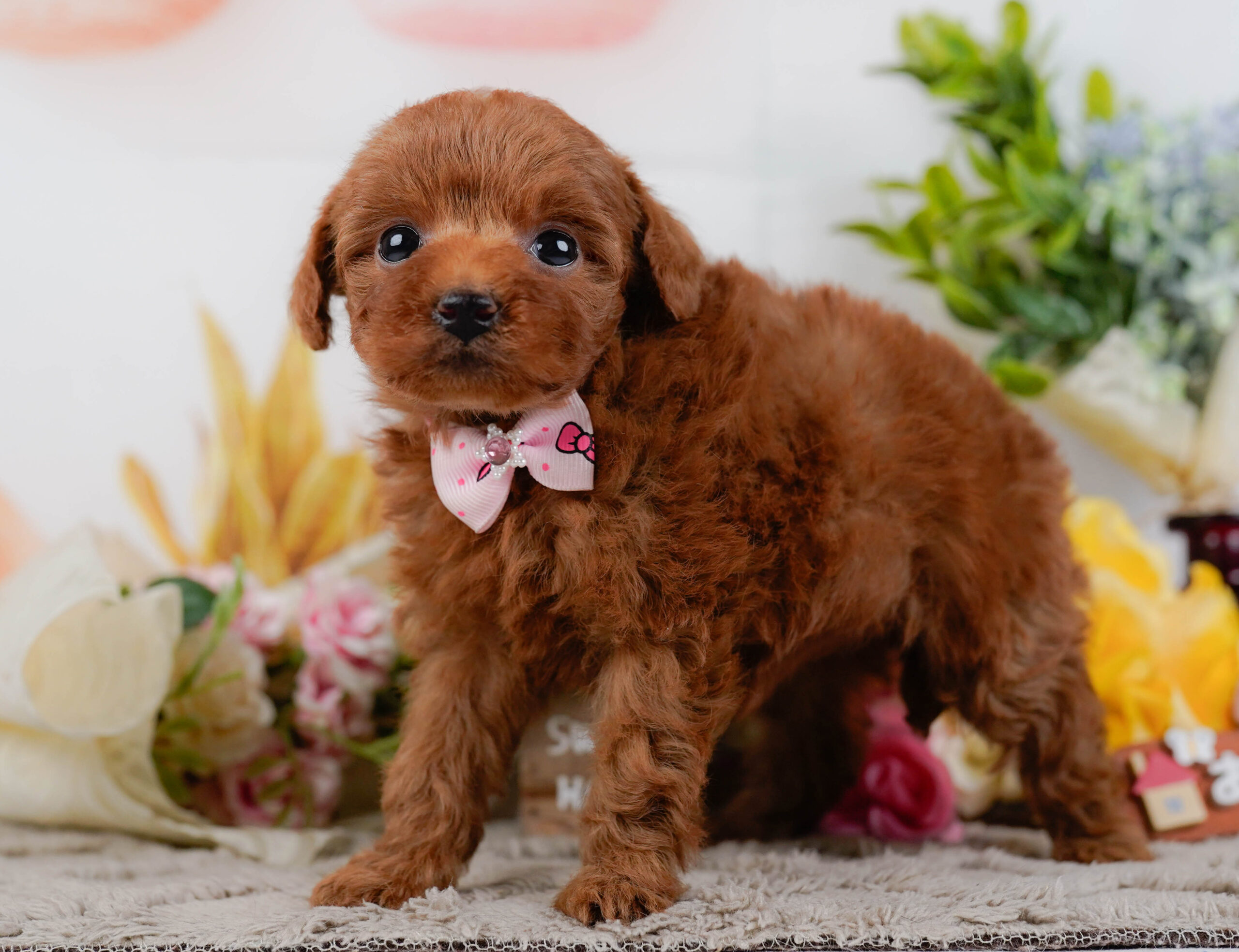 タイニー・プードル | 女の子 | レッド | 2026年1月19日