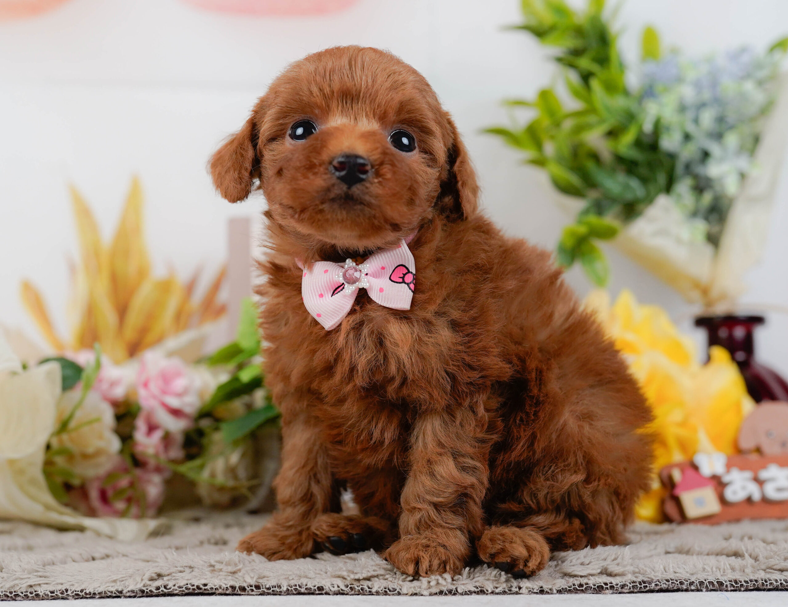 タイニー・プードル | 女の子 | レッド | 2026年1月19日