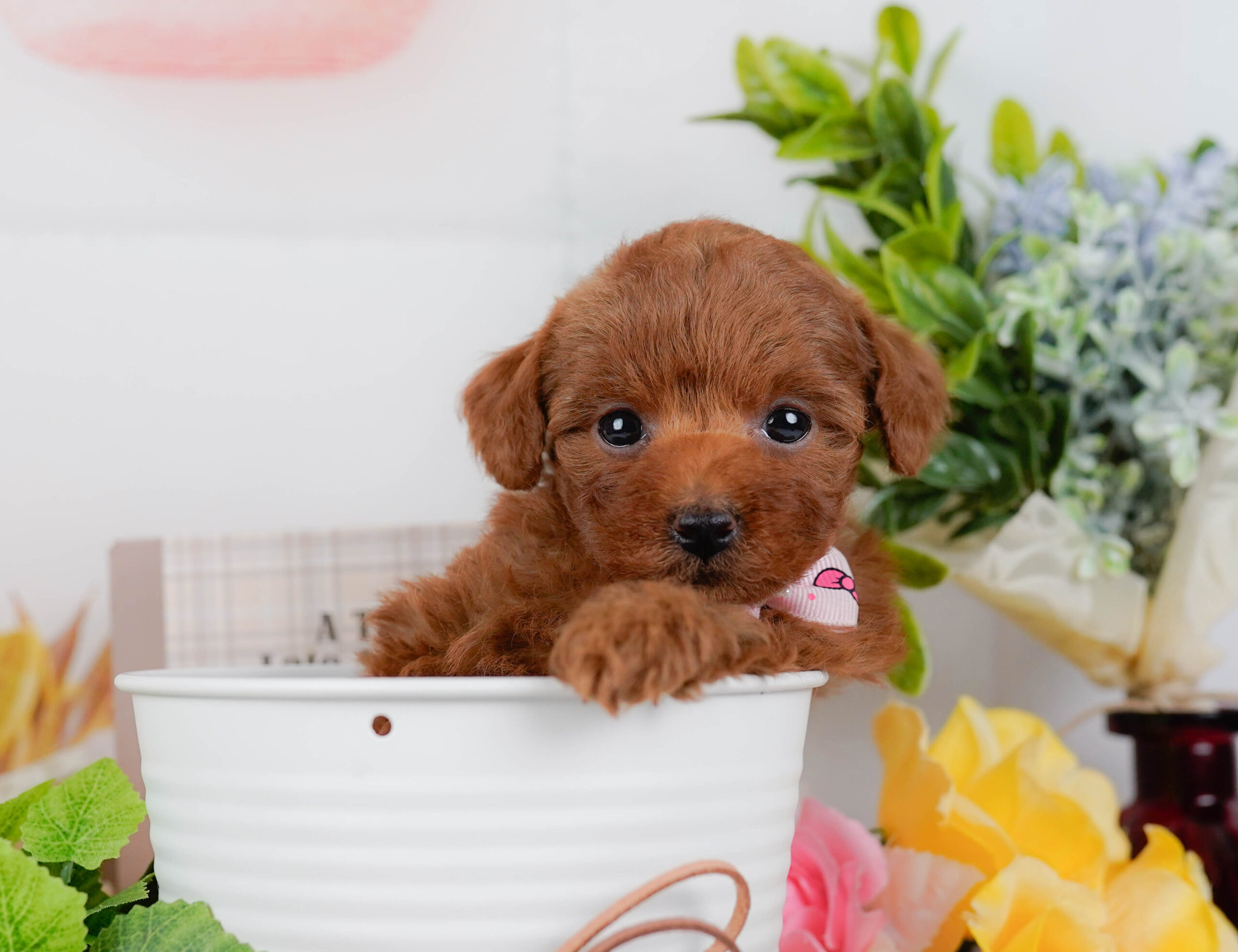 タイニー・プードル | 女の子 | レッド | 2026年1月19日