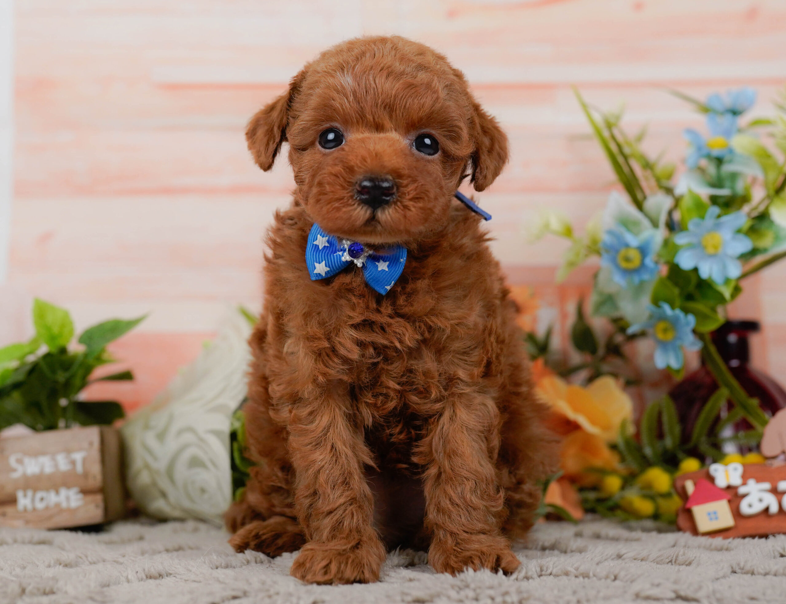 タイニー・プードル | 男の子 | レッド | 2026年1月19日