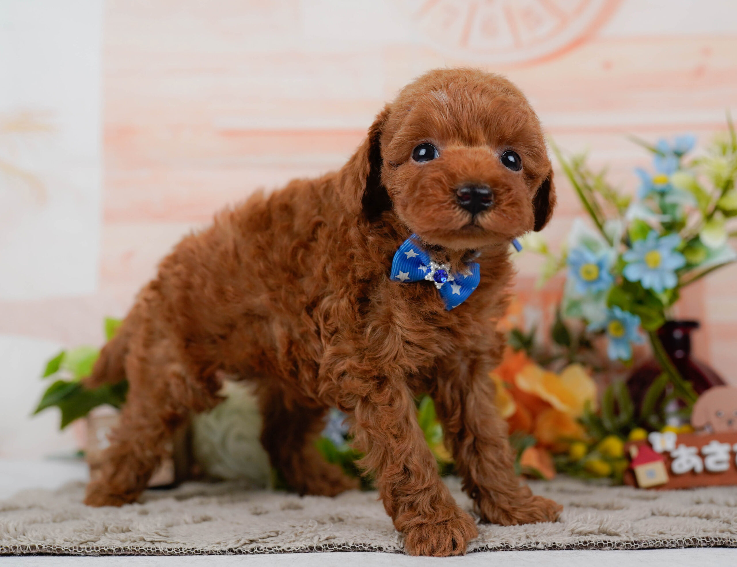 タイニー・プードル | 男の子 | レッド | 2026年1月19日