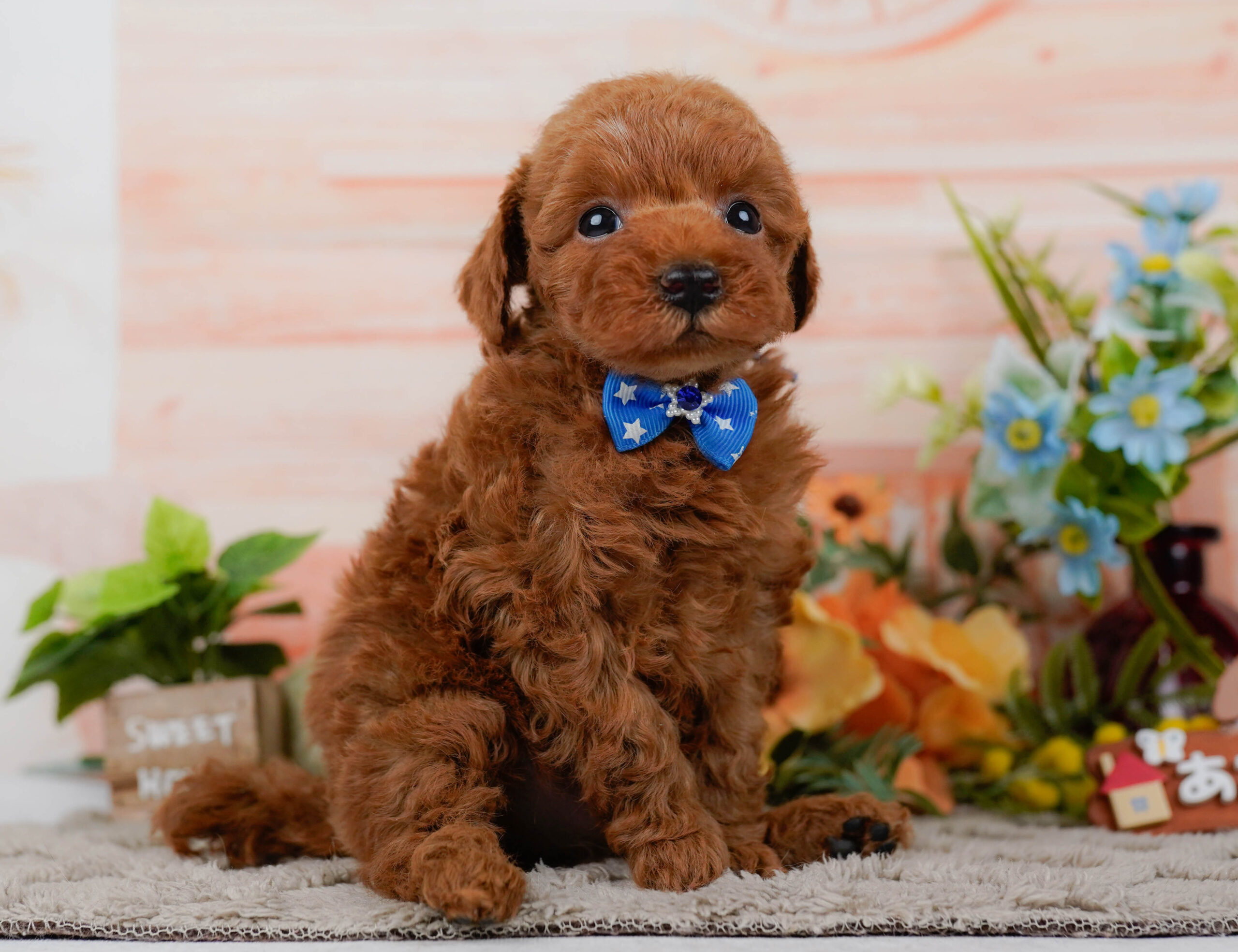 タイニー・プードル | 男の子 | レッド | 2026年1月19日