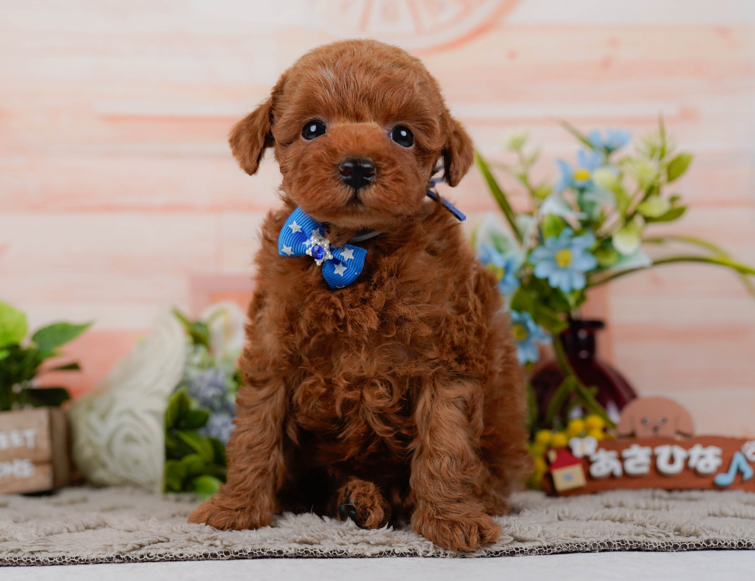 タイニー・プードル | 男の子 | レッド | 2026年1月19日