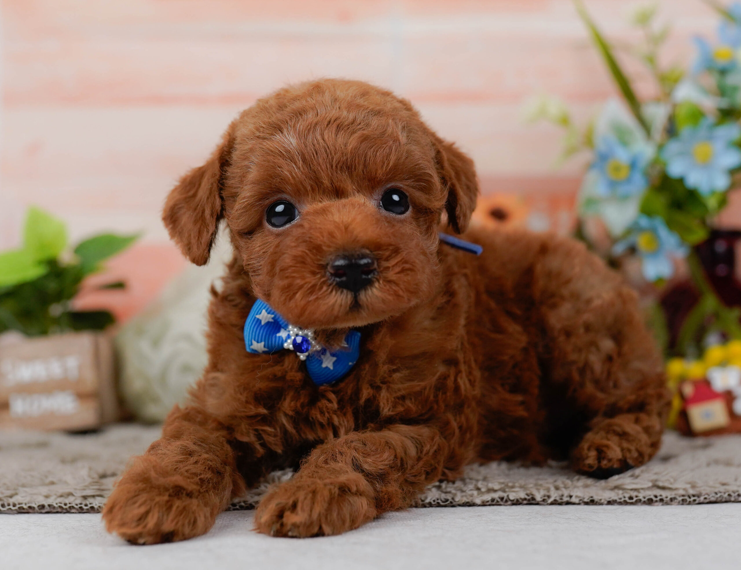 タイニー・プードル | 男の子 | レッド | 2026年1月19日