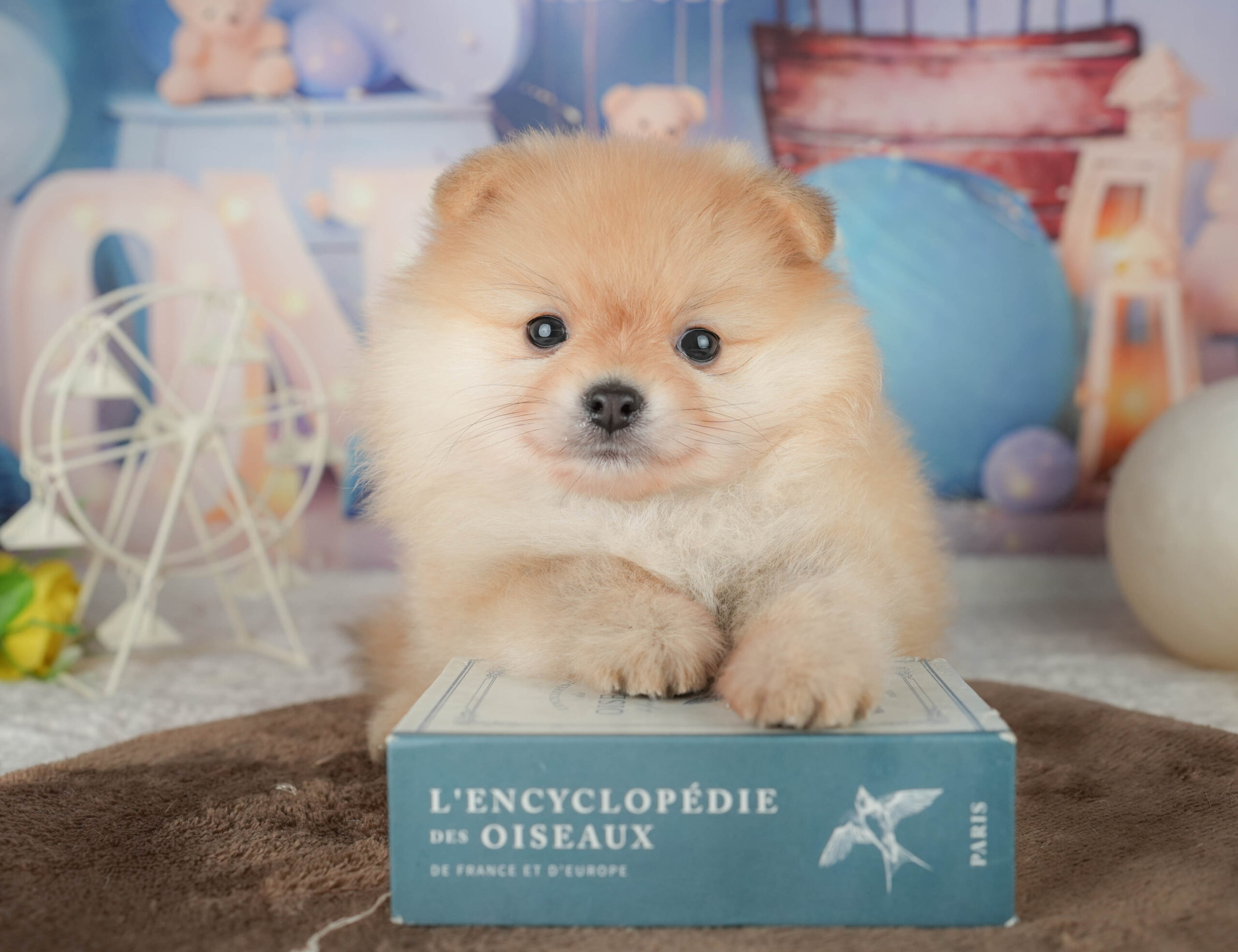 ポメラニアン | 男の子 | クリーム | 2026年1月20日