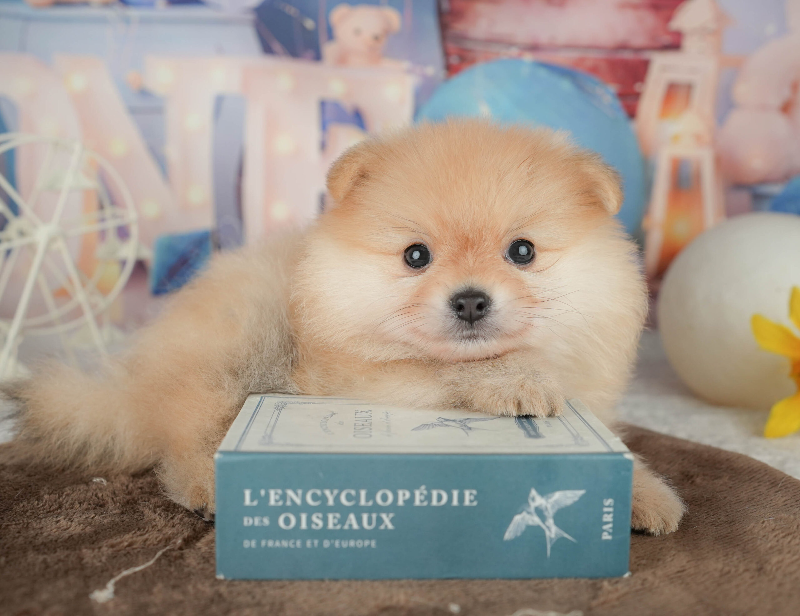 ポメラニアン | 男の子 | クリーム | 2026年1月20日