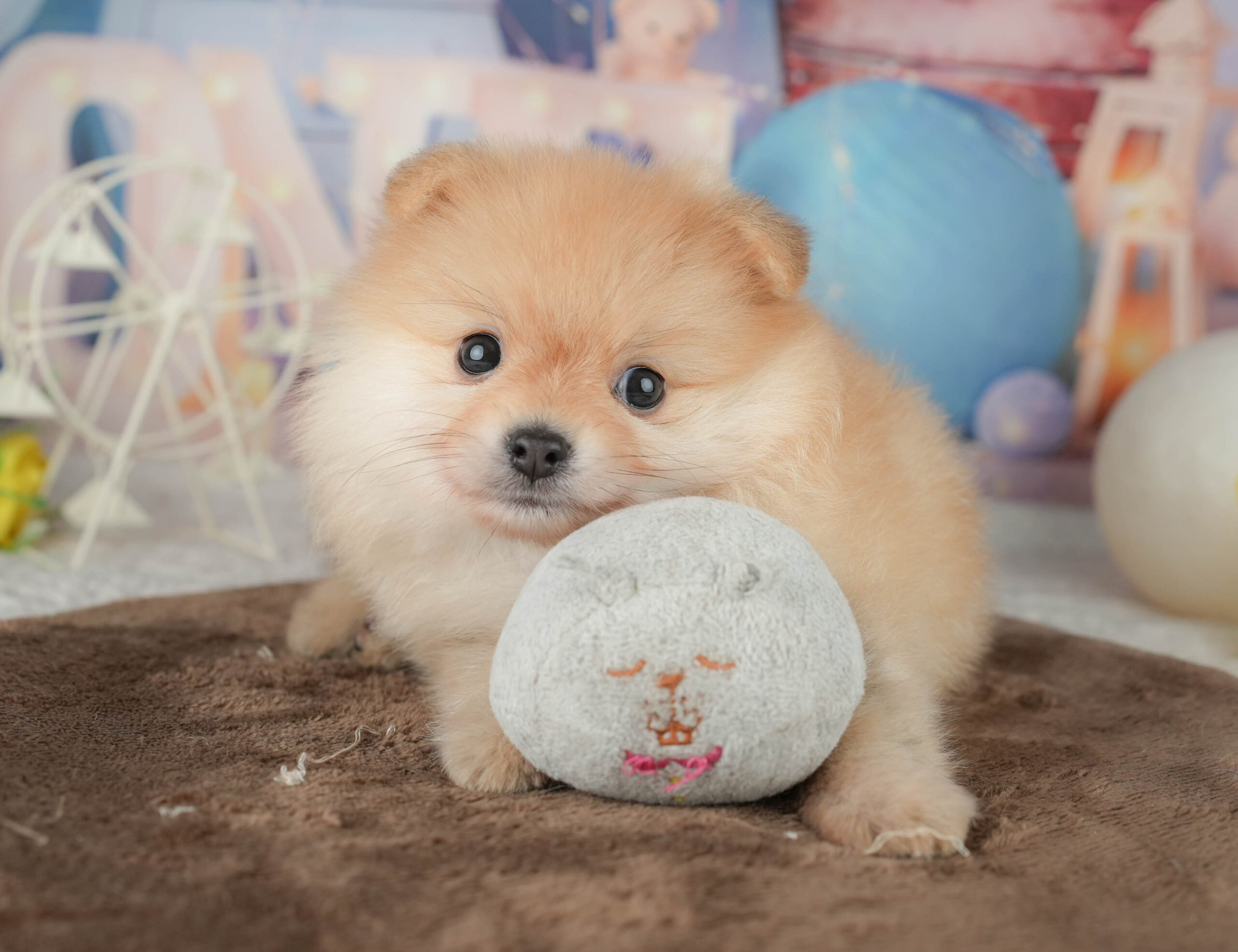 ポメラニアン | 男の子 | クリーム | 2026年1月20日