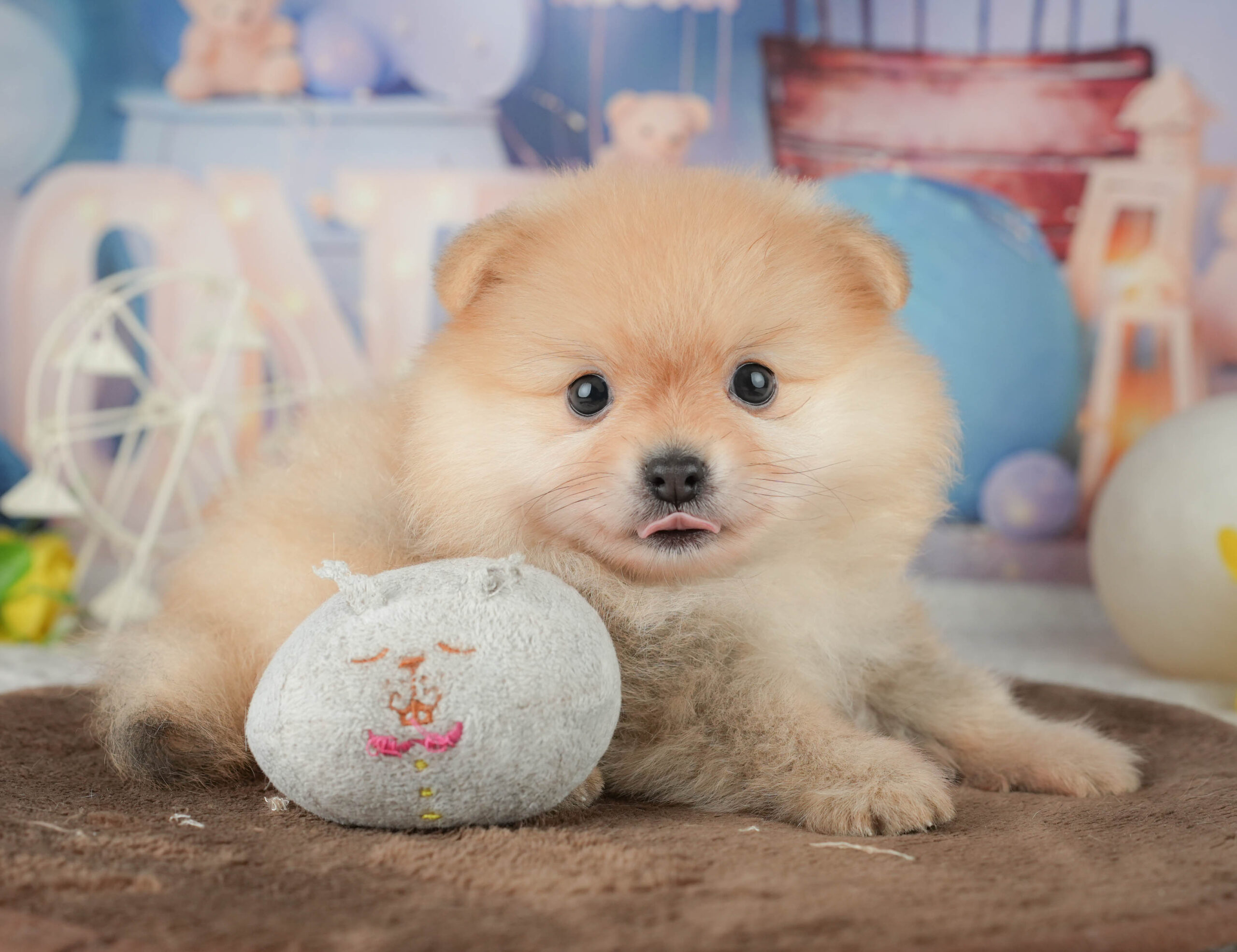 ポメラニアン | 男の子 | クリーム | 2026年1月20日