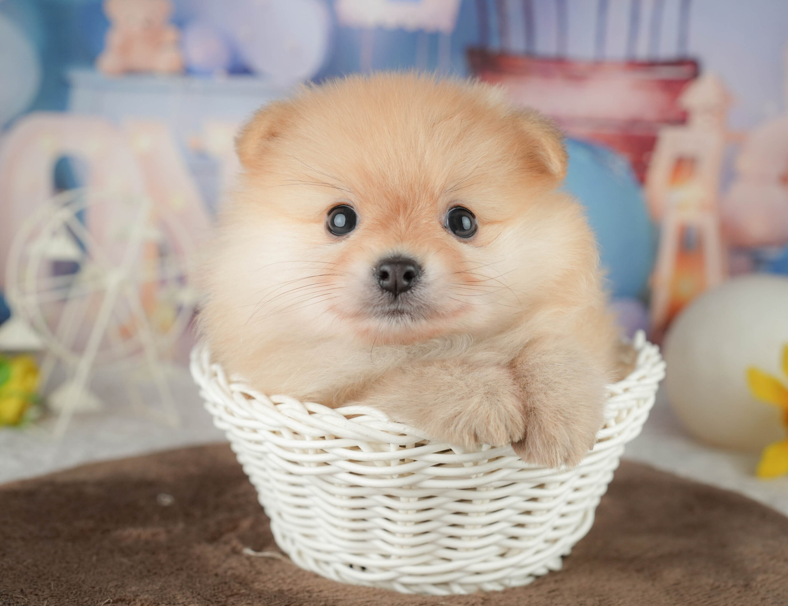 ポメラニアン | 男の子 | クリーム | 2026年1月20日