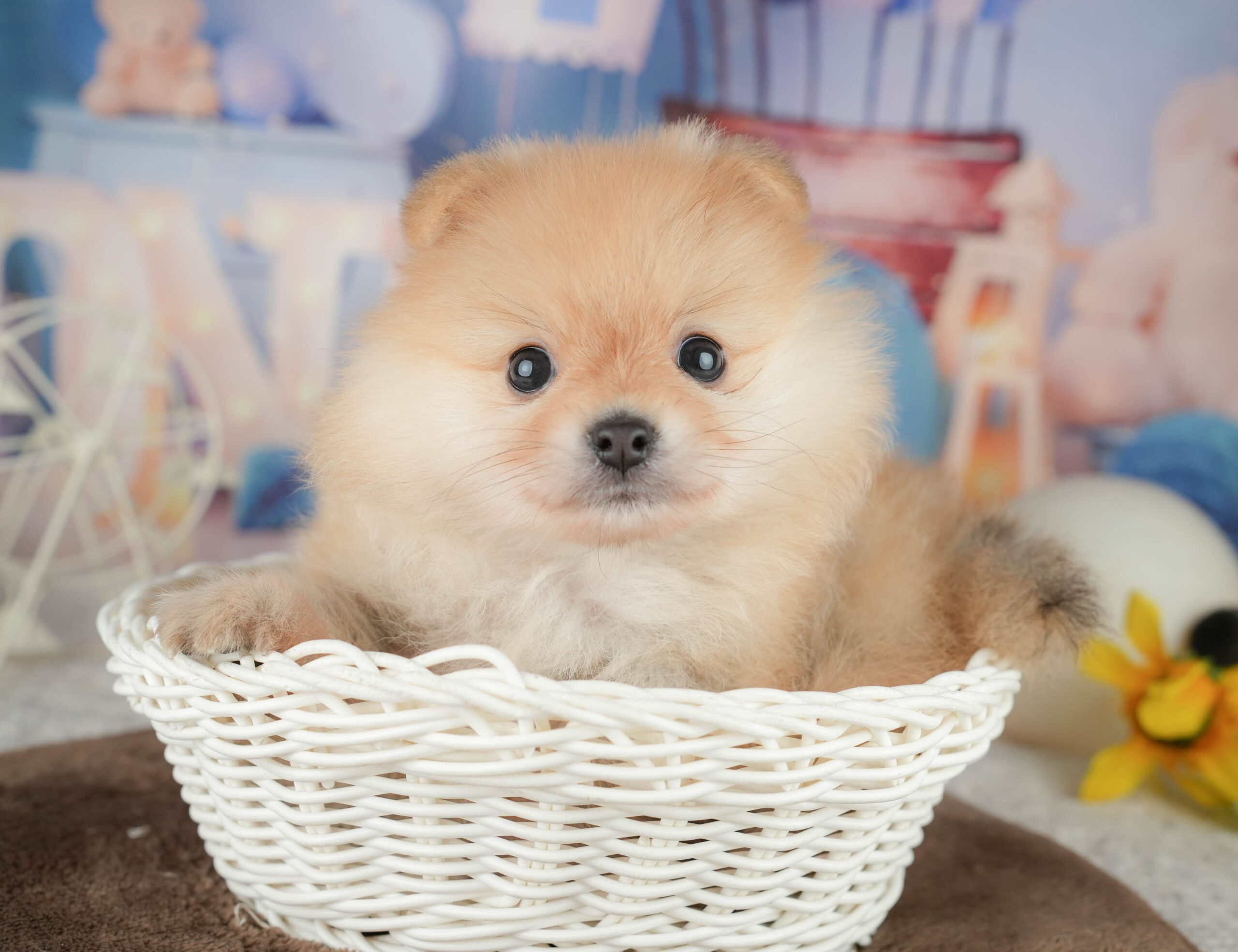 ポメラニアン | 男の子 | クリーム | 2026年1月20日