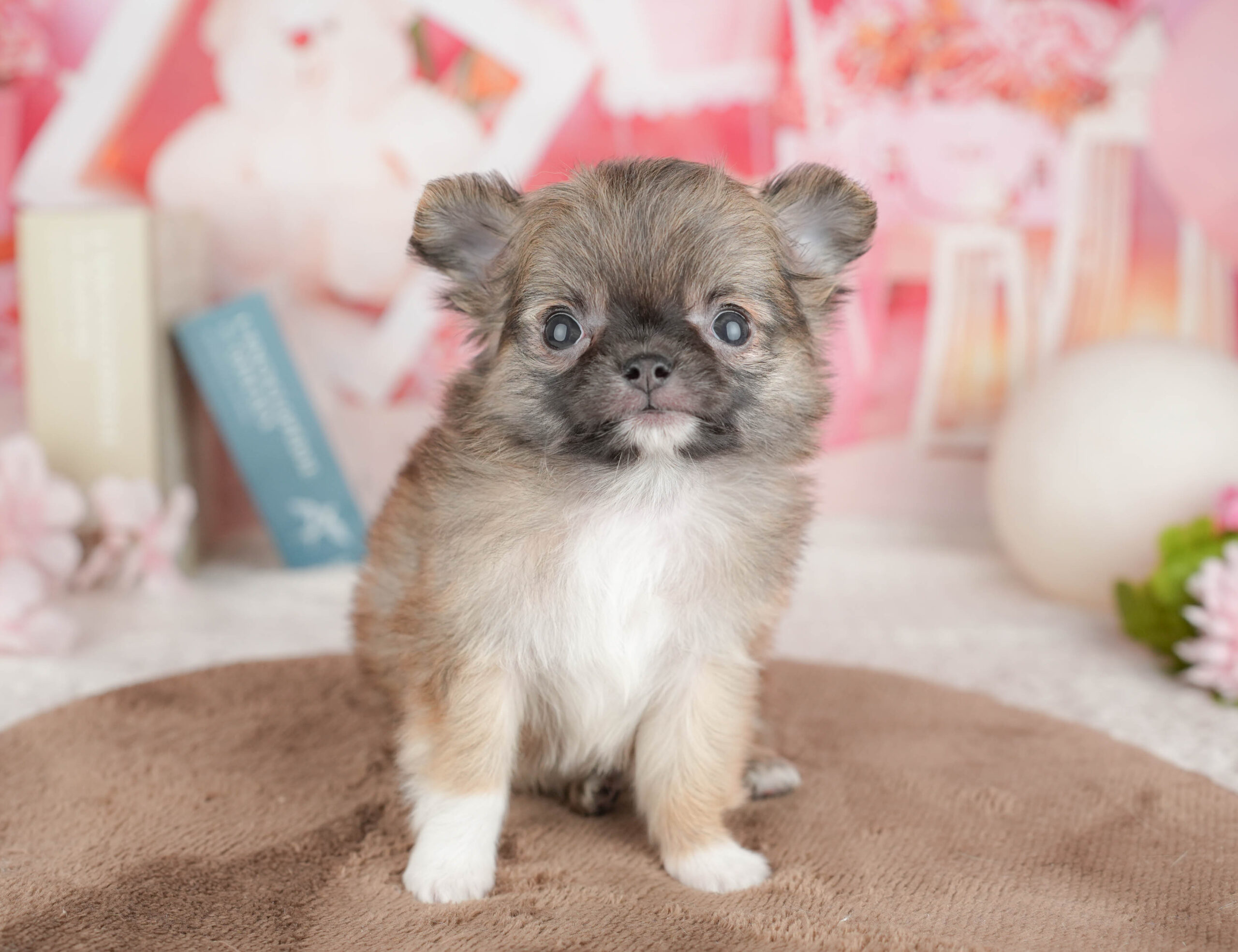 チワワ(ロング) | 女の子 | フォーン | 2026年1月20日