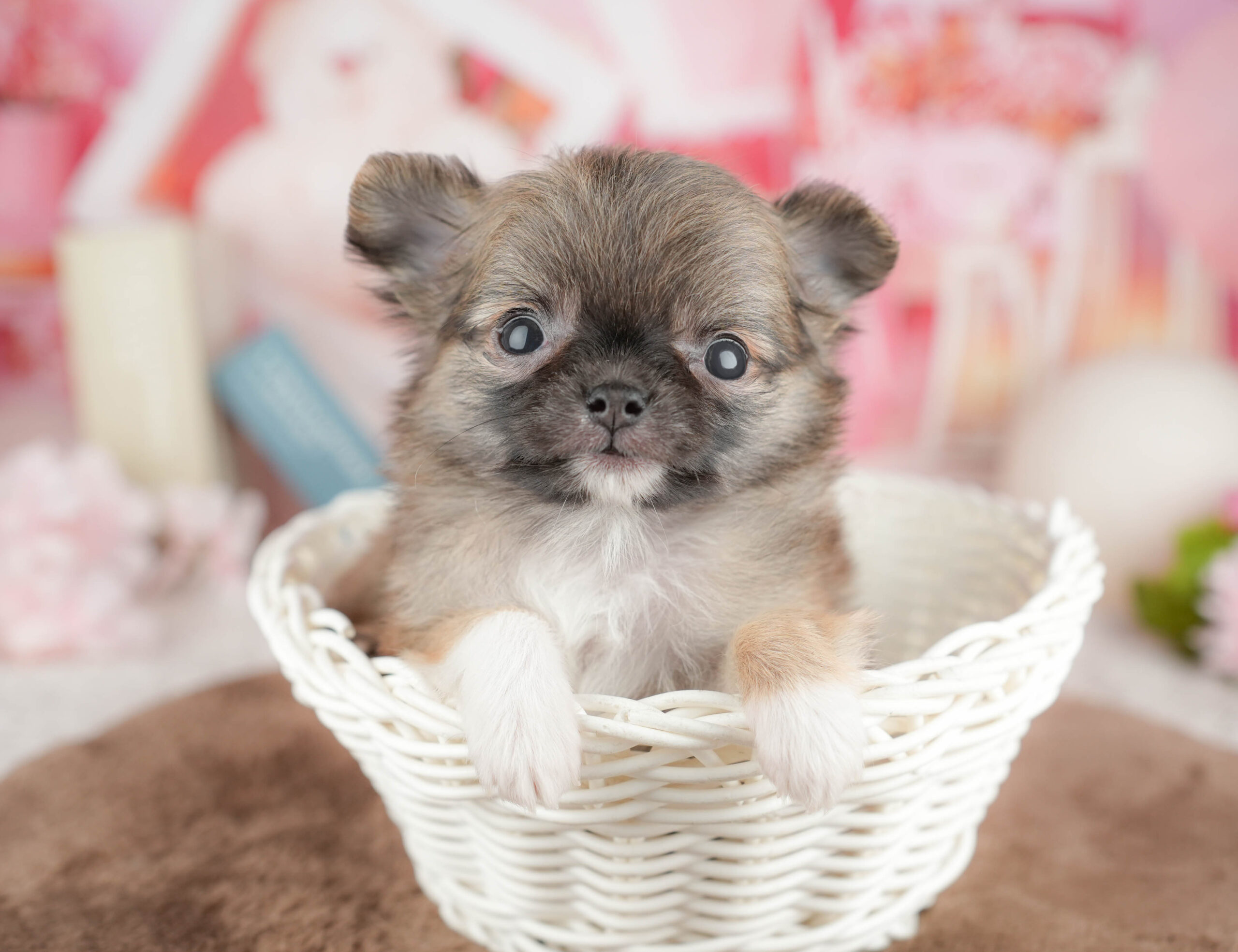 チワワ(ロング) | 女の子 | フォーン | 2026年1月20日