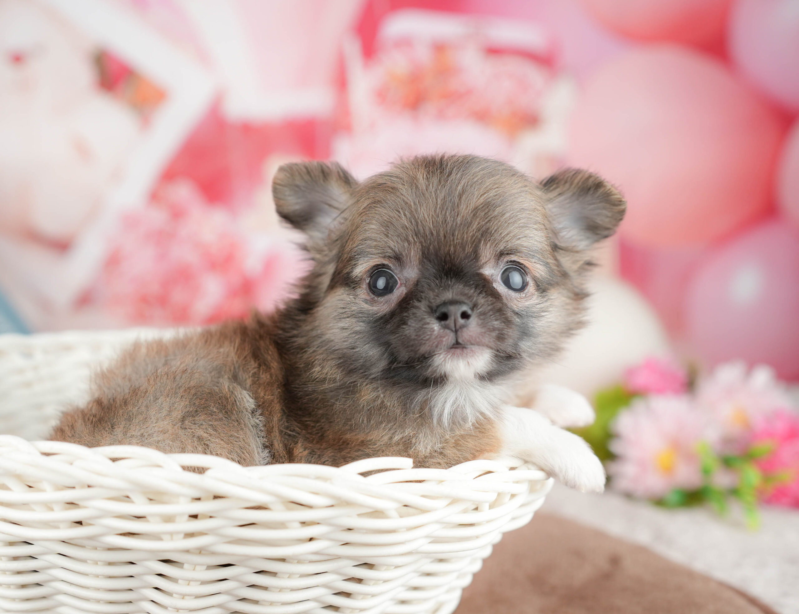 チワワ(ロング) | 女の子 | フォーン | 2026年1月20日