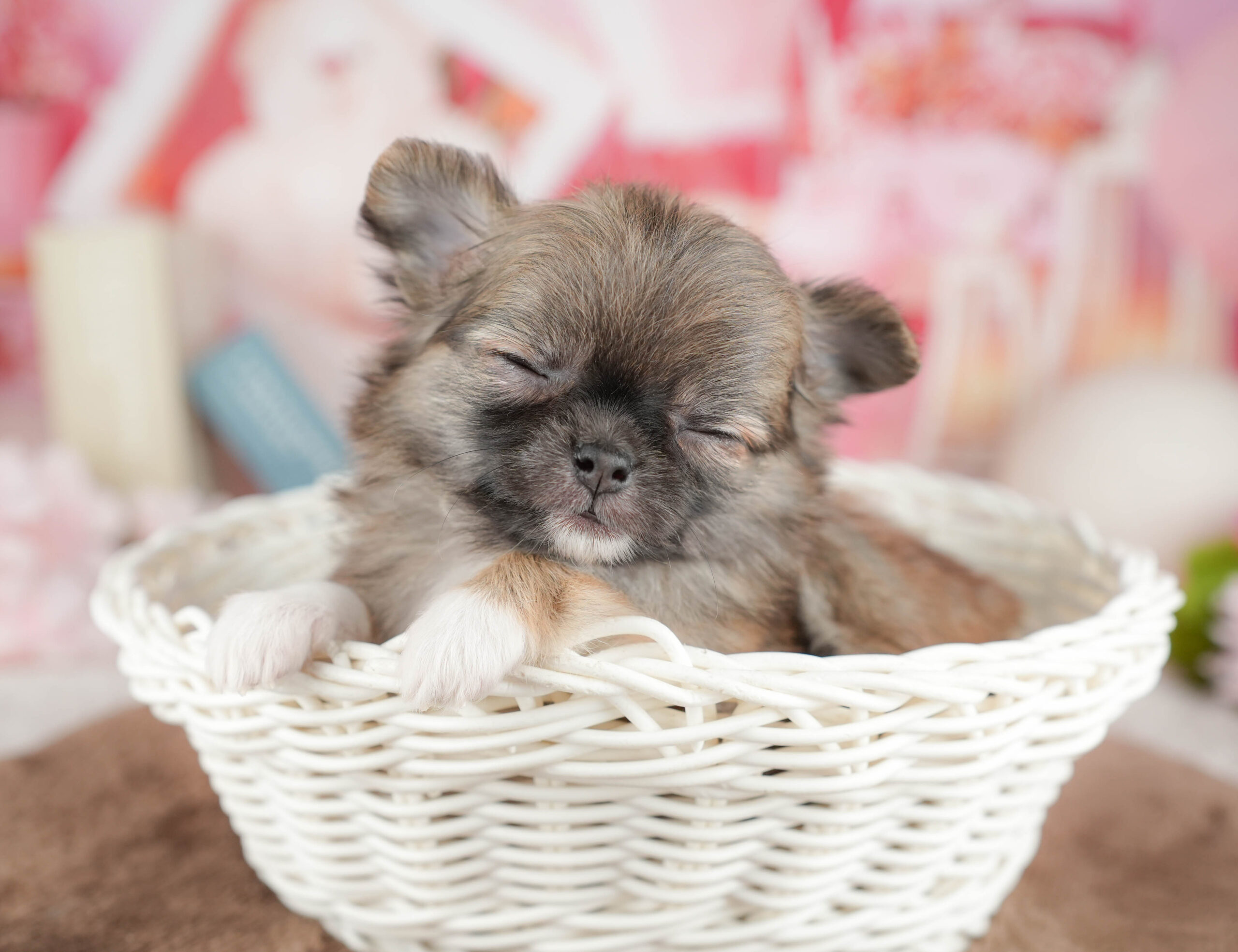 チワワ(ロング) | 女の子 | フォーン | 2026年1月20日