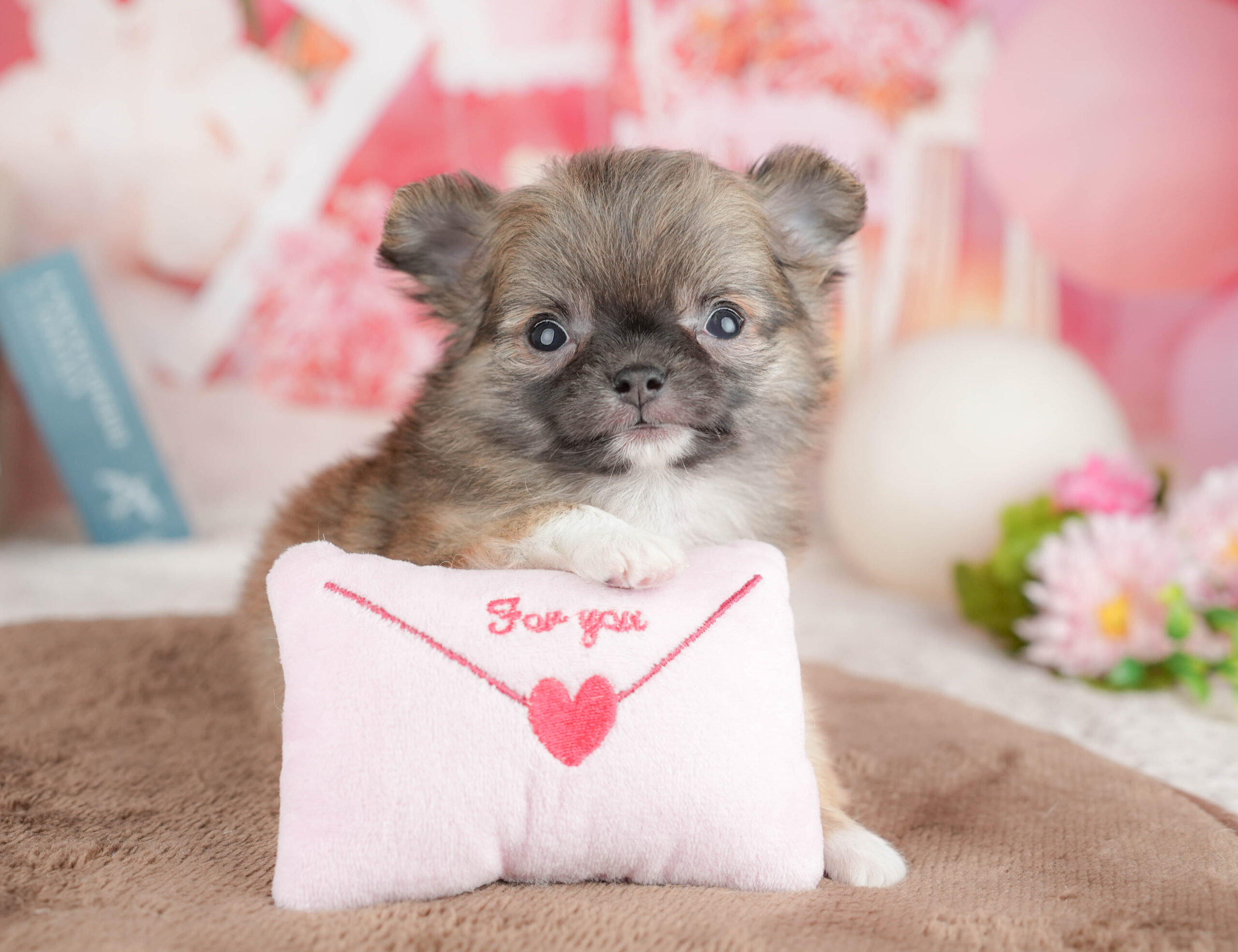 チワワ(ロング) | 女の子 | フォーン | 2026年1月20日