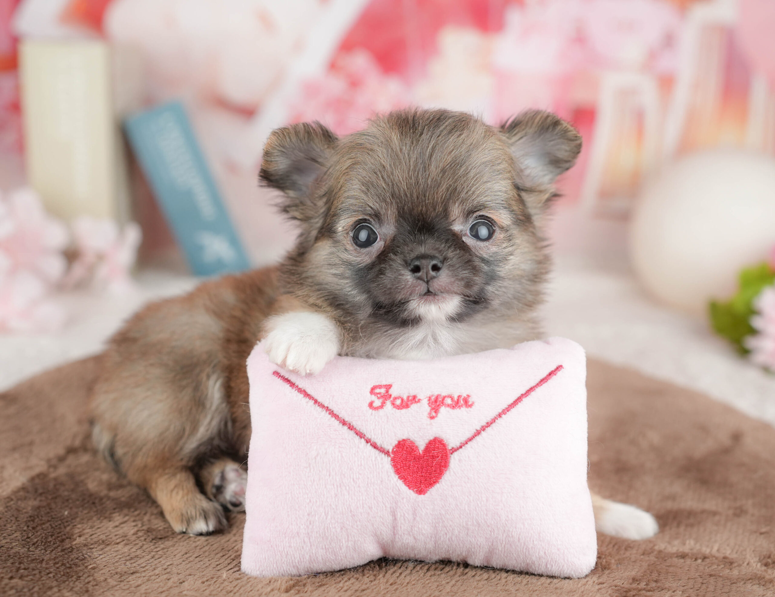 チワワ(ロング) | 女の子 | フォーン | 2026年1月20日