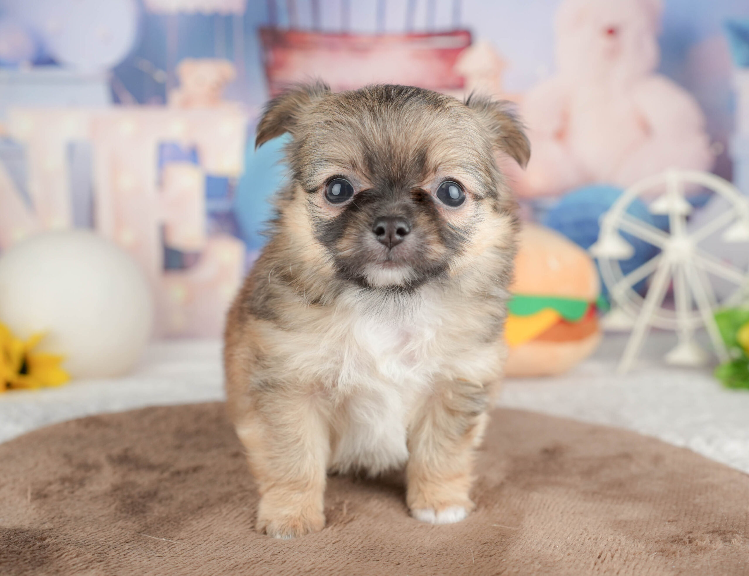 チワワ(ロング) | 男の子 | フォーン | 2026年1月20日