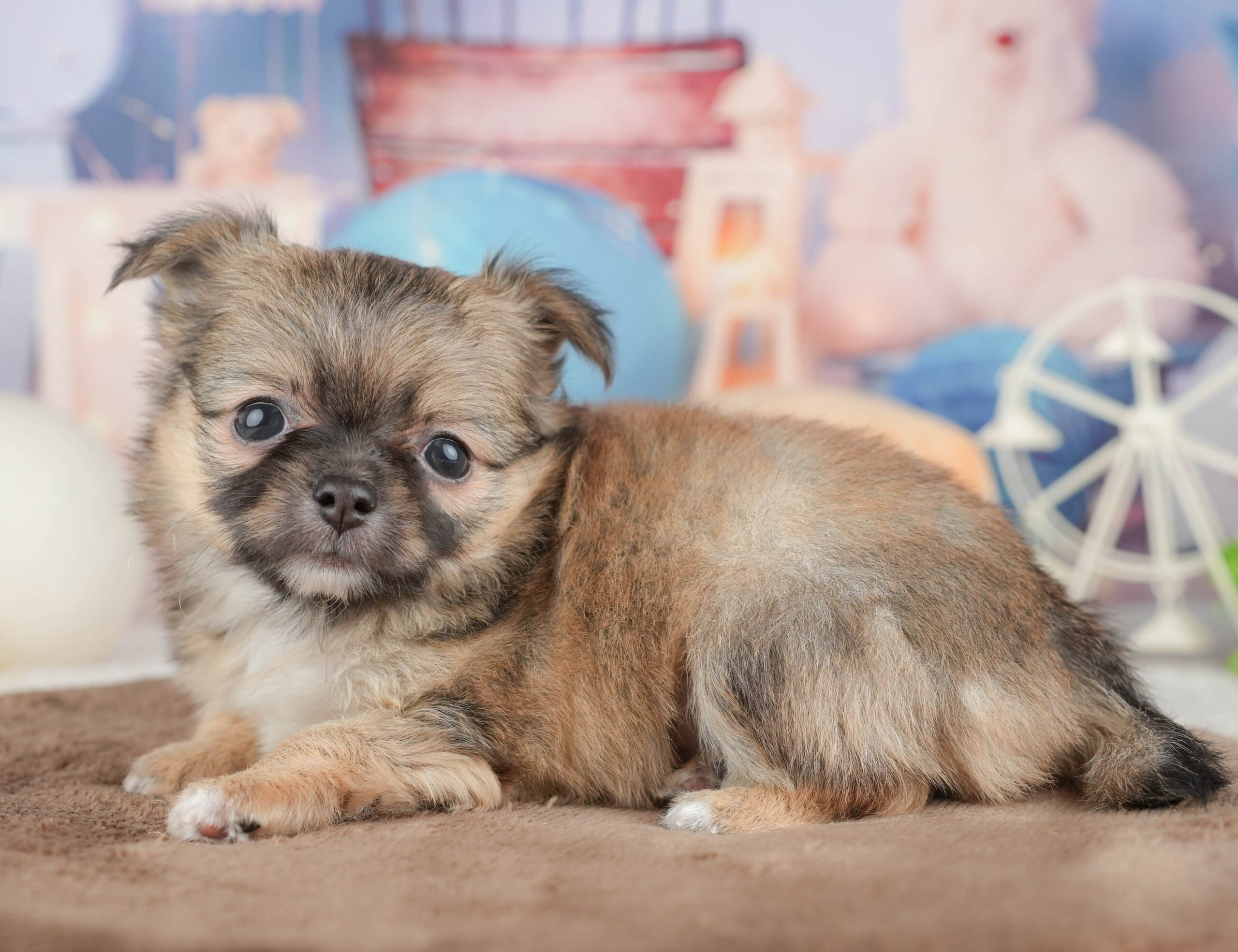 チワワ(ロング) | 男の子 | フォーン | 2026年1月20日