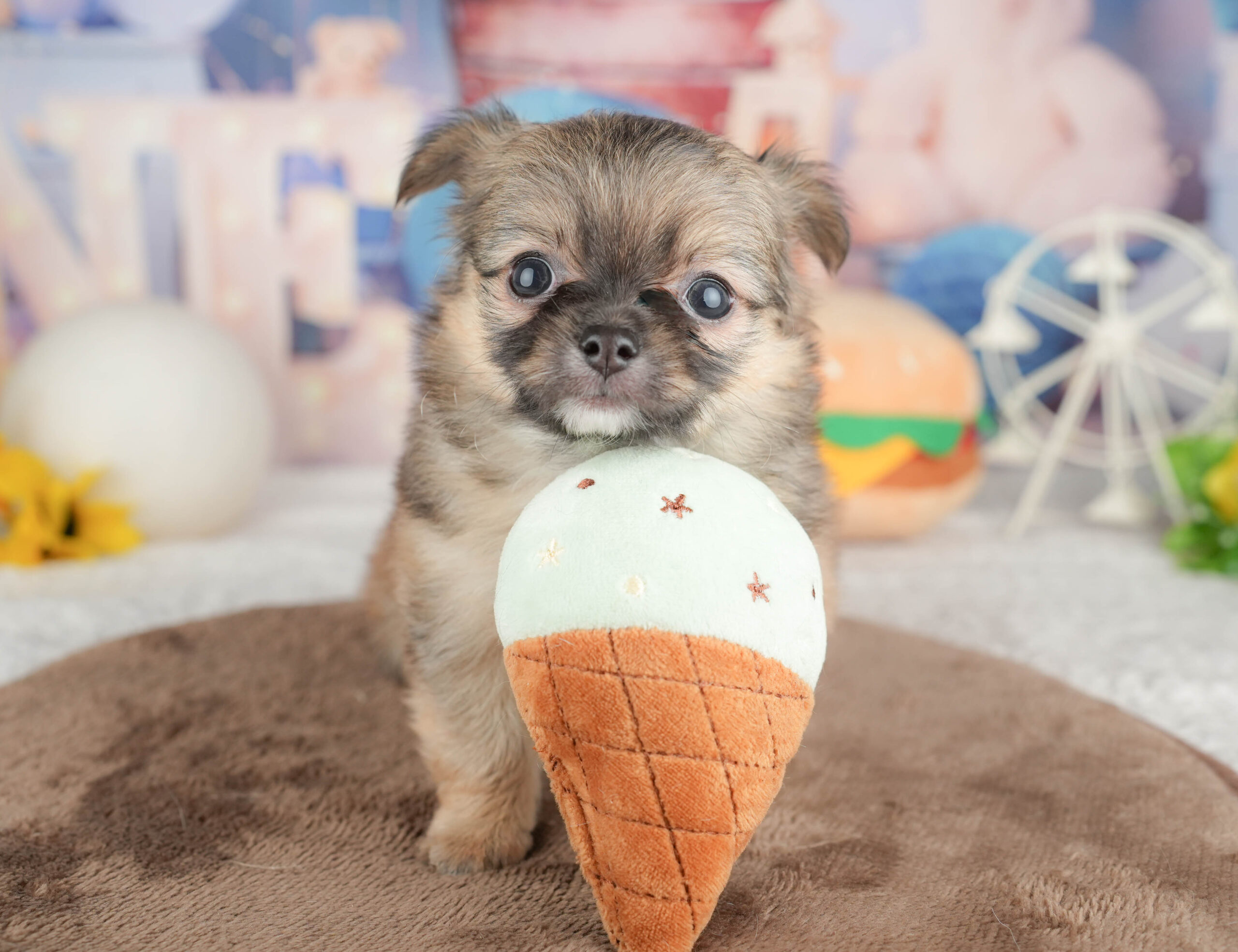 チワワ(ロング) | 男の子 | フォーン | 2026年1月20日