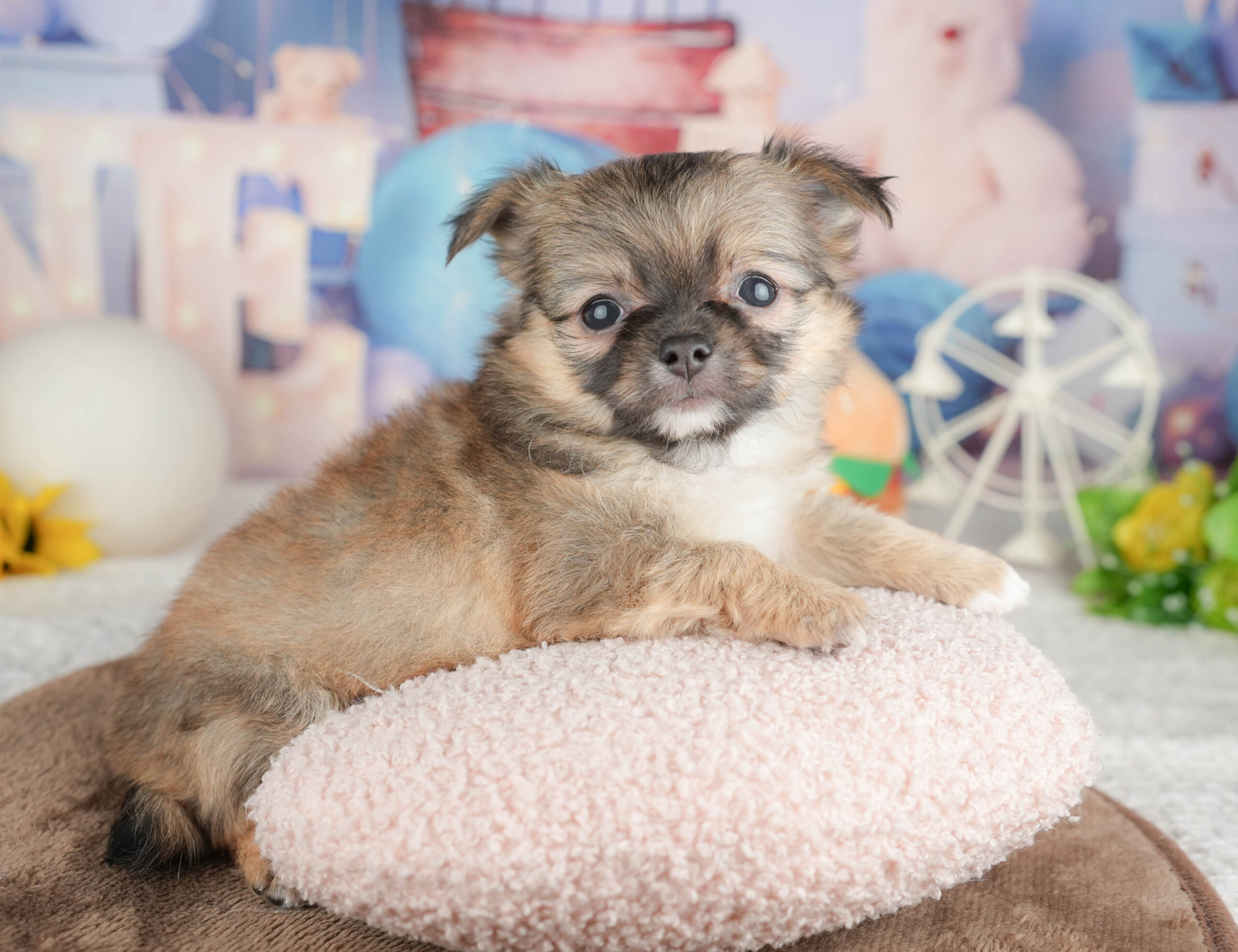 チワワ(ロング) | 男の子 | フォーン | 2026年1月20日