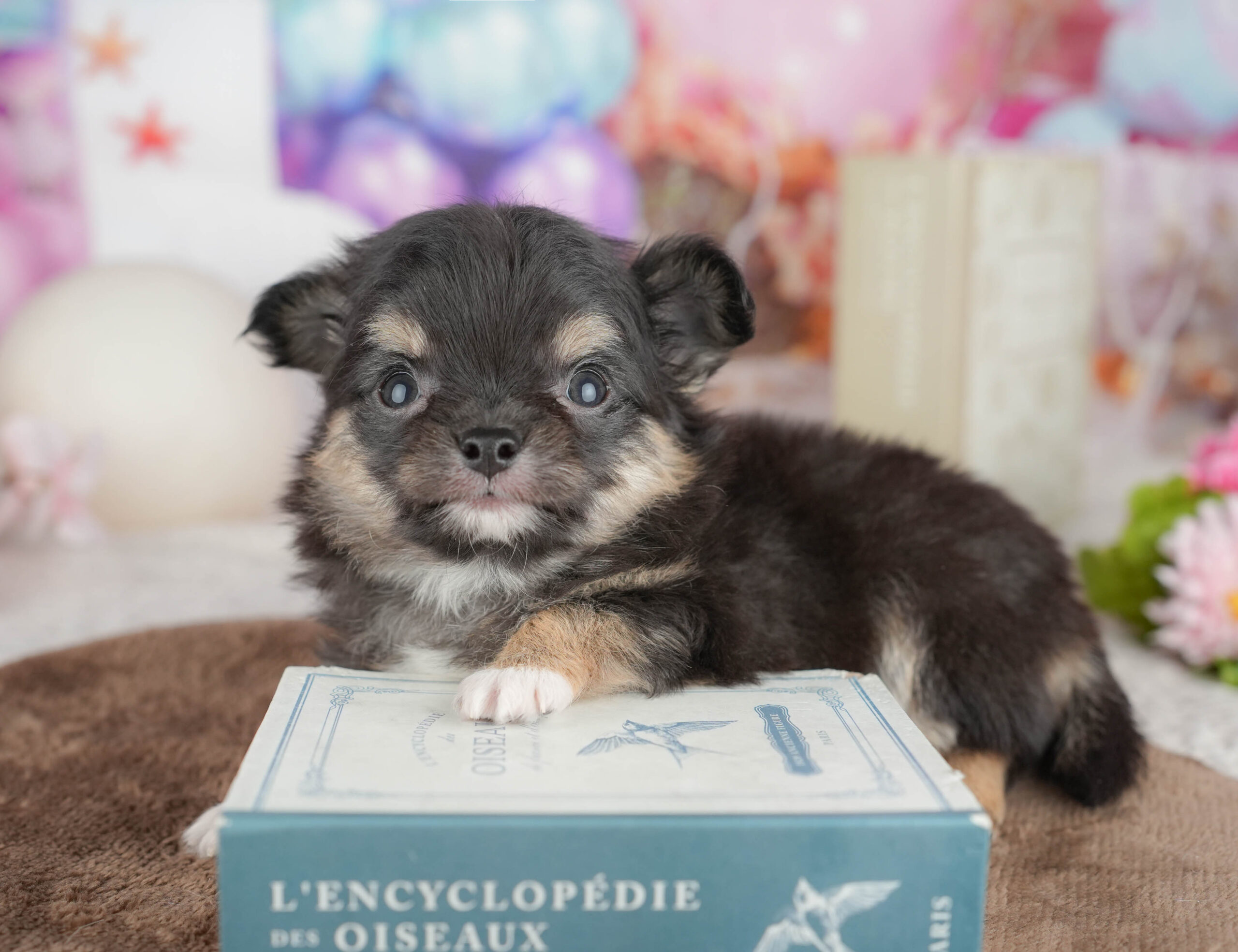 チワワ(ロング) | 男の子 | ブラックタン＆ホワイト | 2026年1月20日