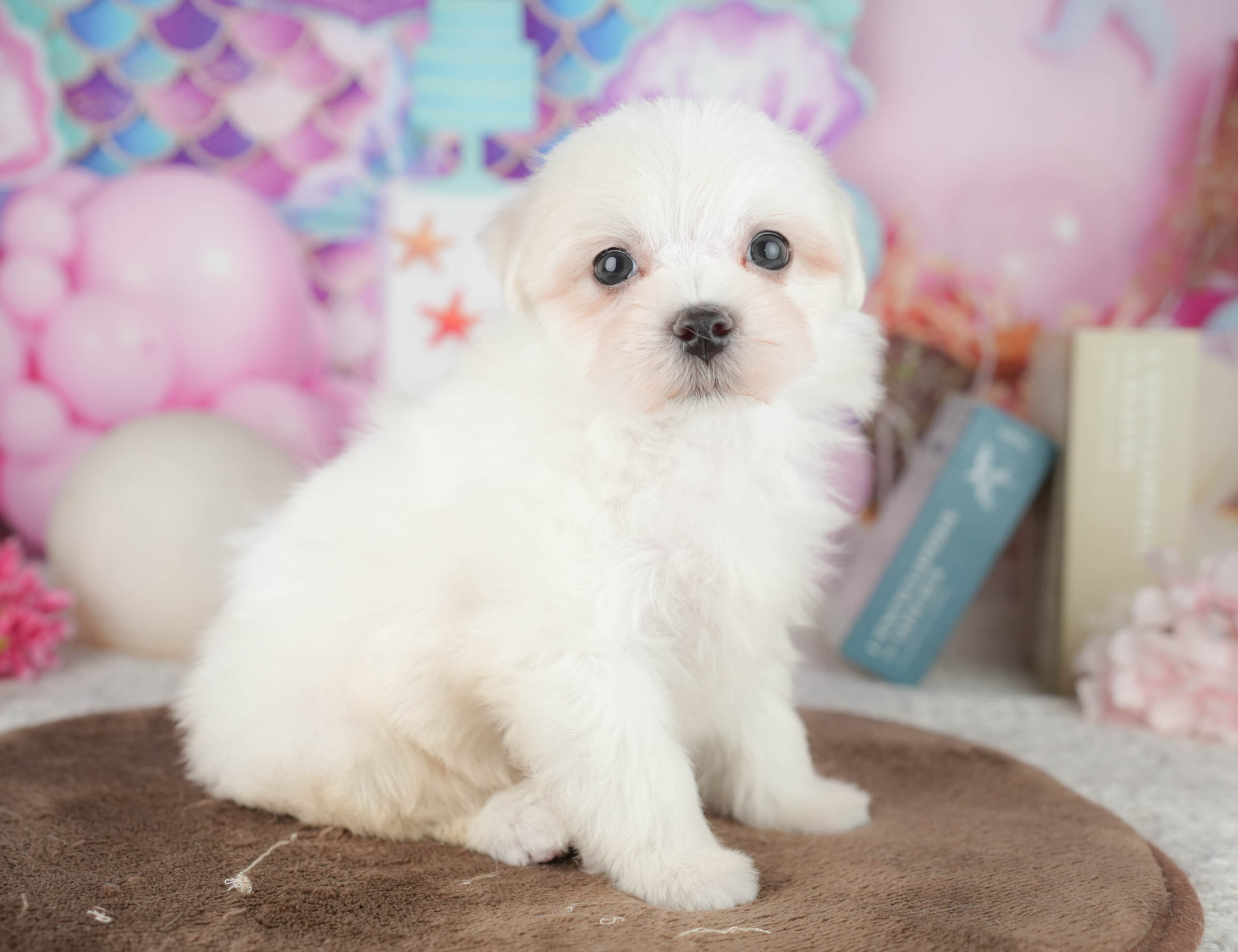 マルチーズ | 男の子 | ホワイト | 2026年1月20日