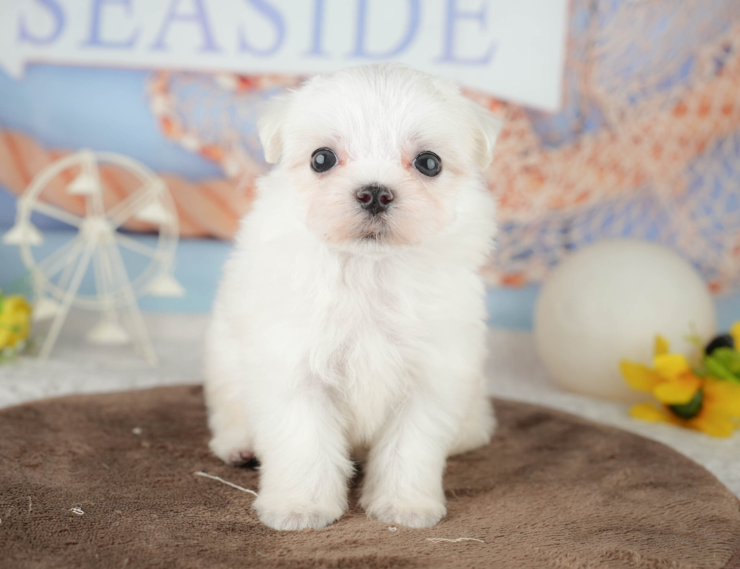 マルチーズ | 女の子 | ホワイト | 2026年1月20日