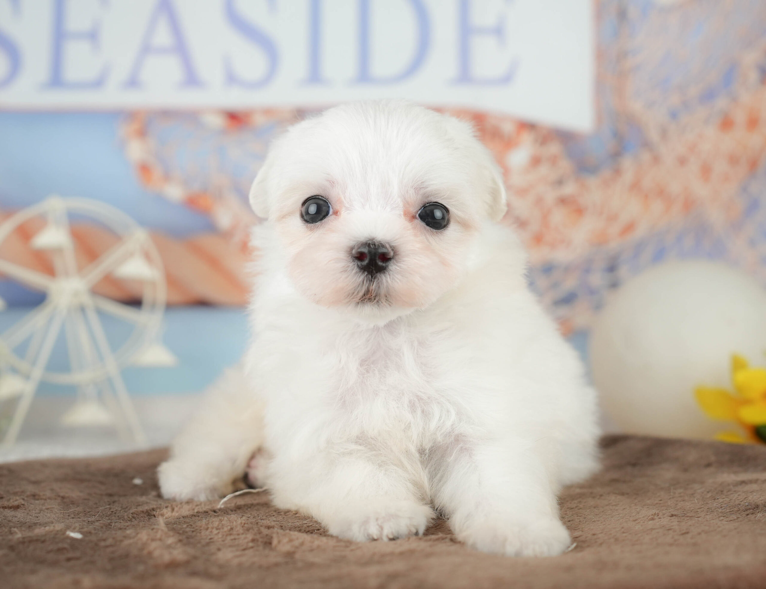 マルチーズ | 女の子 | ホワイト | 2026年1月20日