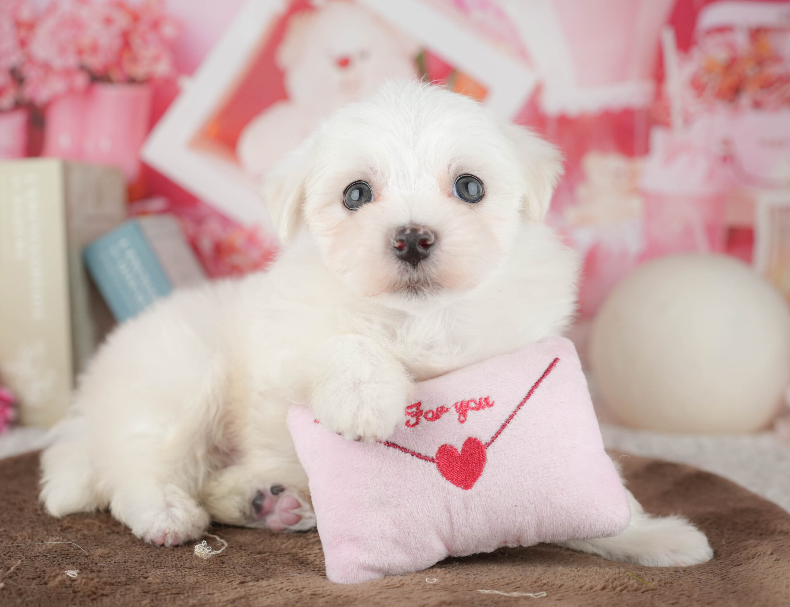 マルチーズ | 男の子 | ホワイト | 2026年1月20日