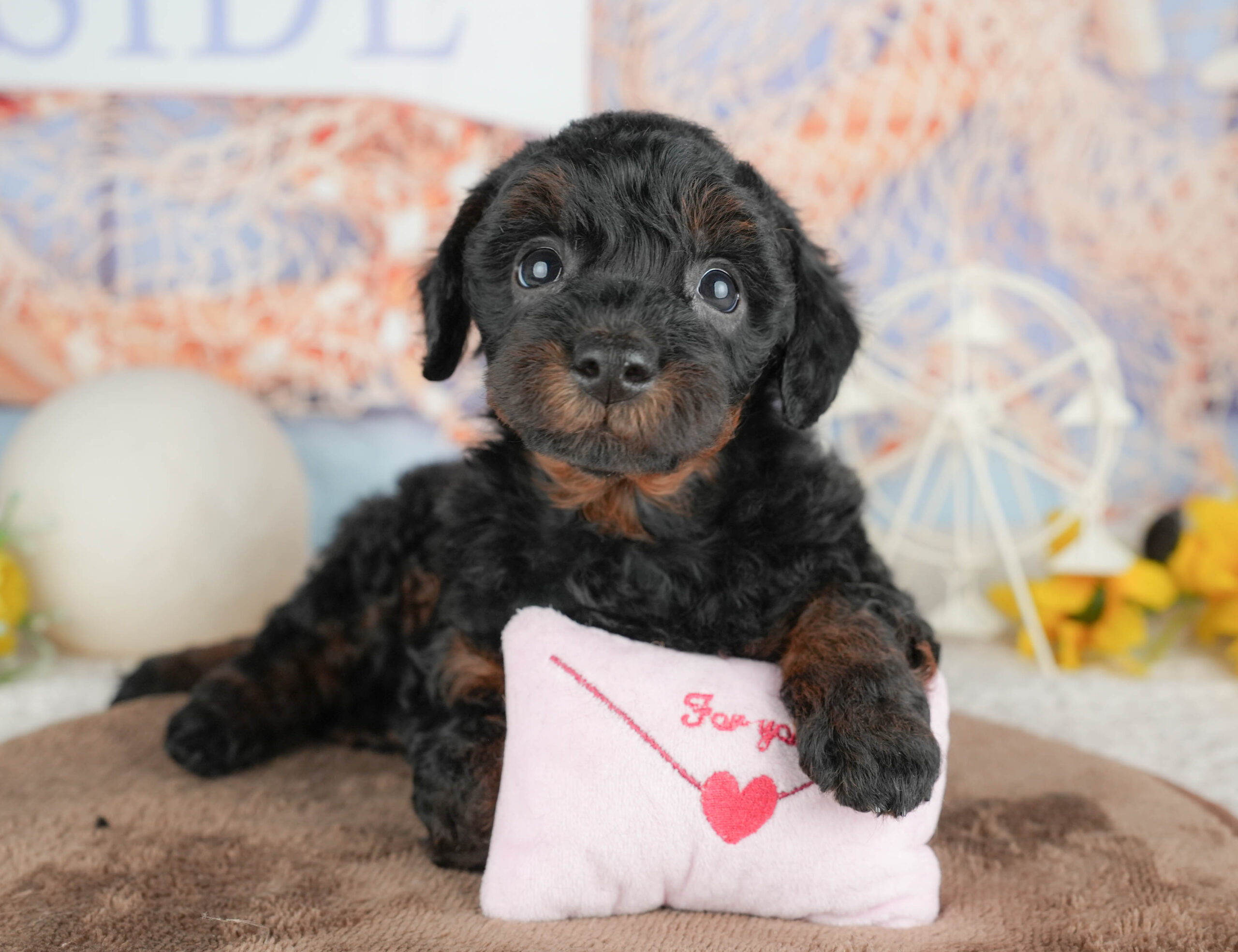 トイ・プードル | 女の子 | ブラック＆タン | 2026年1月20日