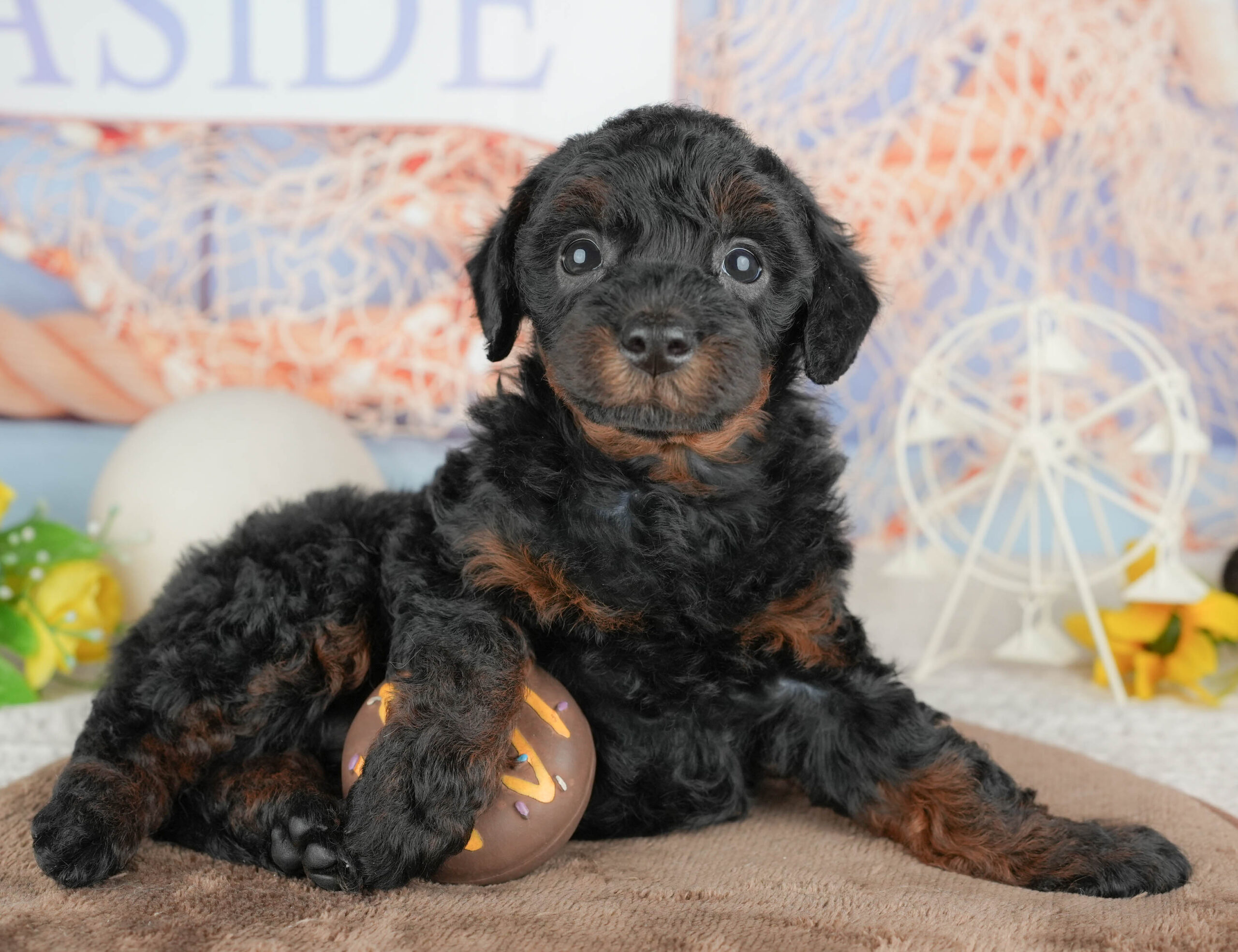 トイ・プードル | 女の子 | ブラック＆タン | 2026年1月20日