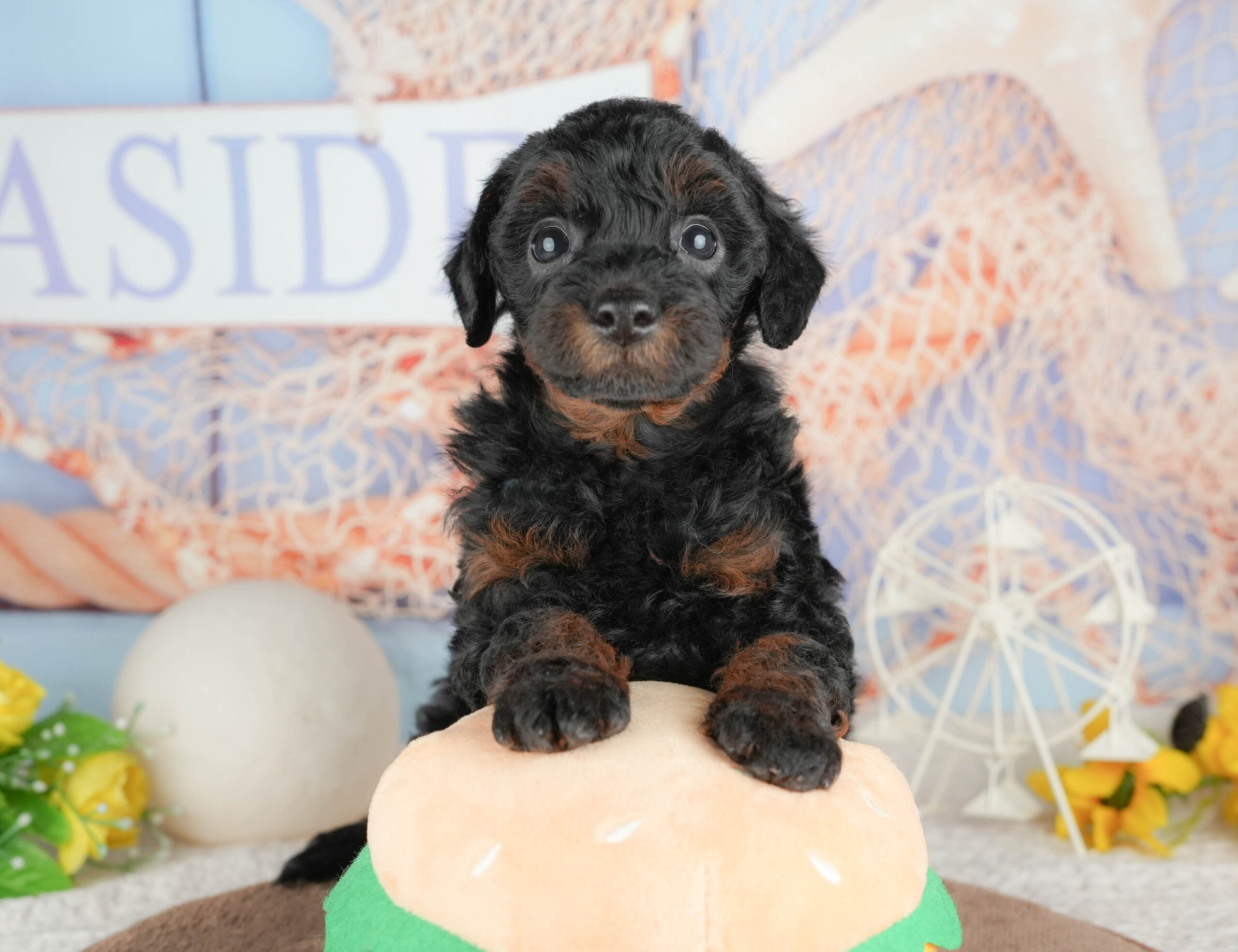 トイ・プードル | 女の子 | ブラック＆タン | 2026年1月20日