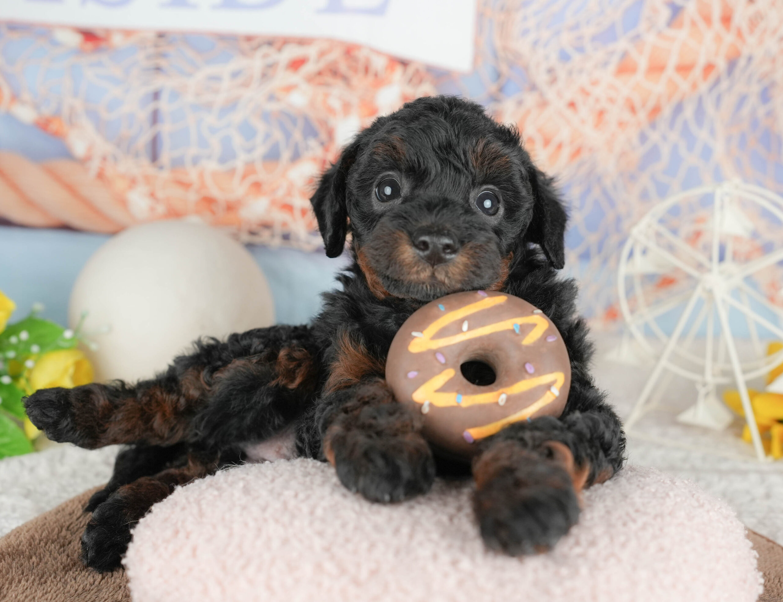 トイ・プードル | 女の子 | ブラック＆タン | 2026年1月20日