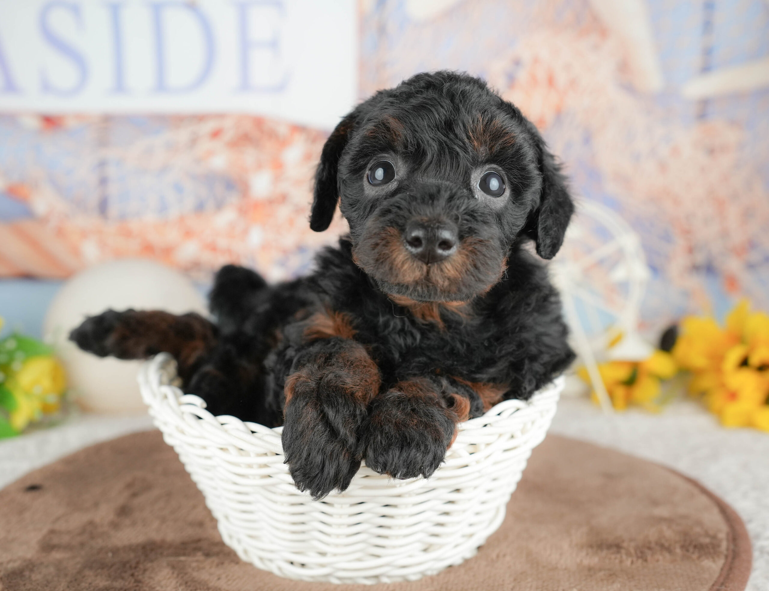 トイ・プードル | 女の子 | ブラック＆タン | 2026年1月20日