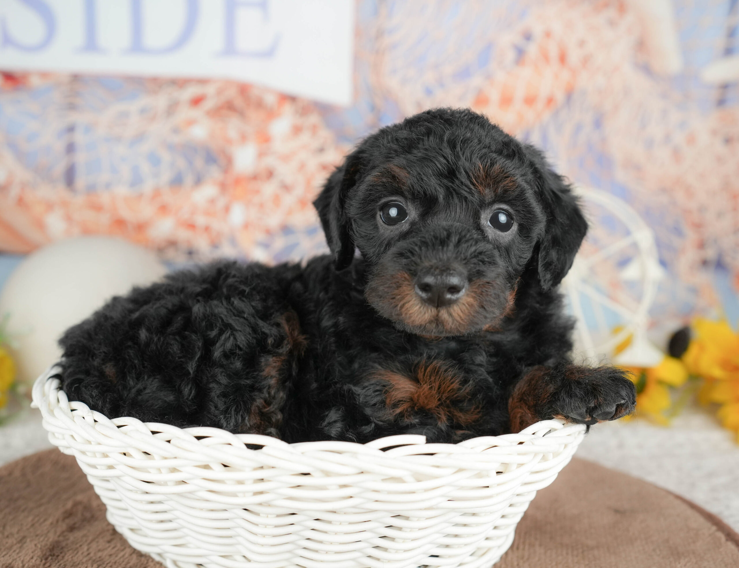 トイ・プードル | 女の子 | ブラック＆タン | 2026年1月20日