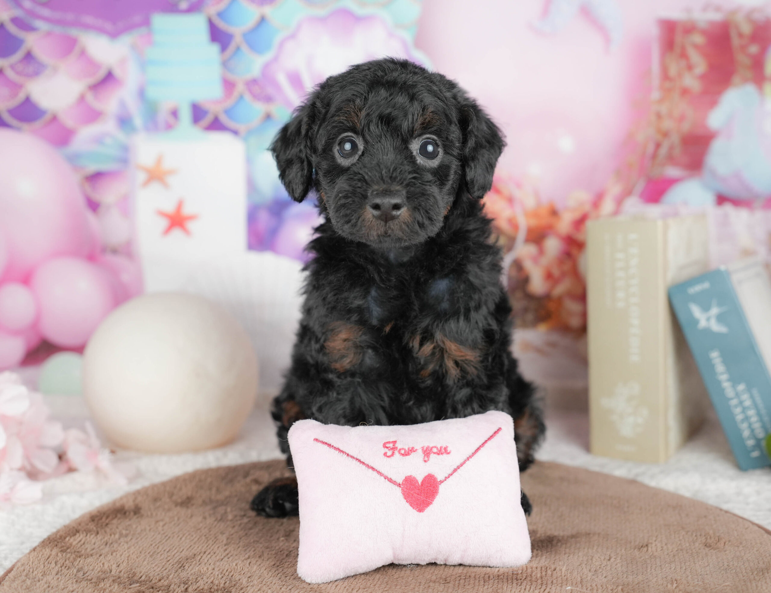 トイ・プードル | 男の子 | ブラック＆タン | 2026年1月20日